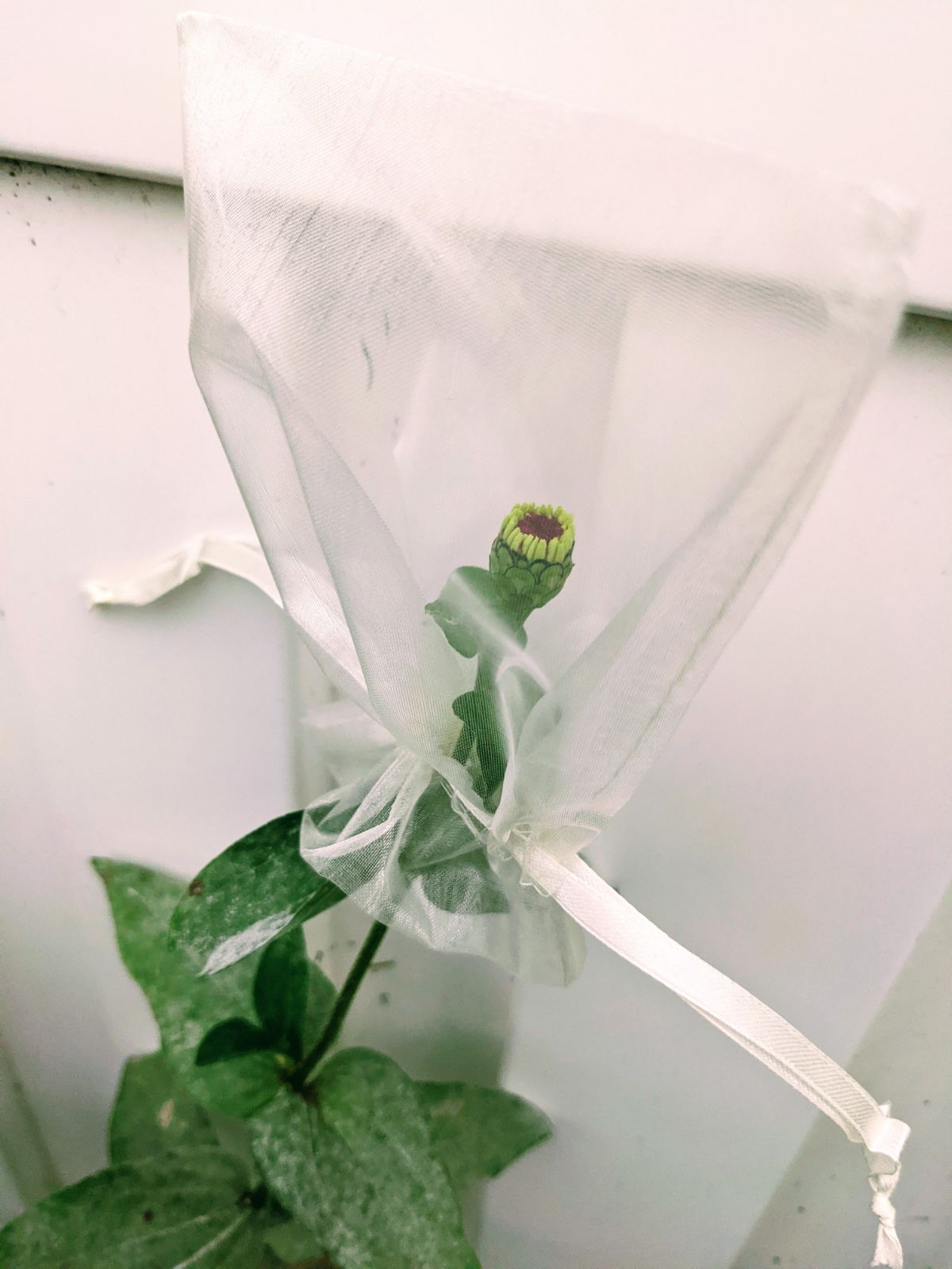 White organza drawstring bag over zinnia bud intended for cross pollination