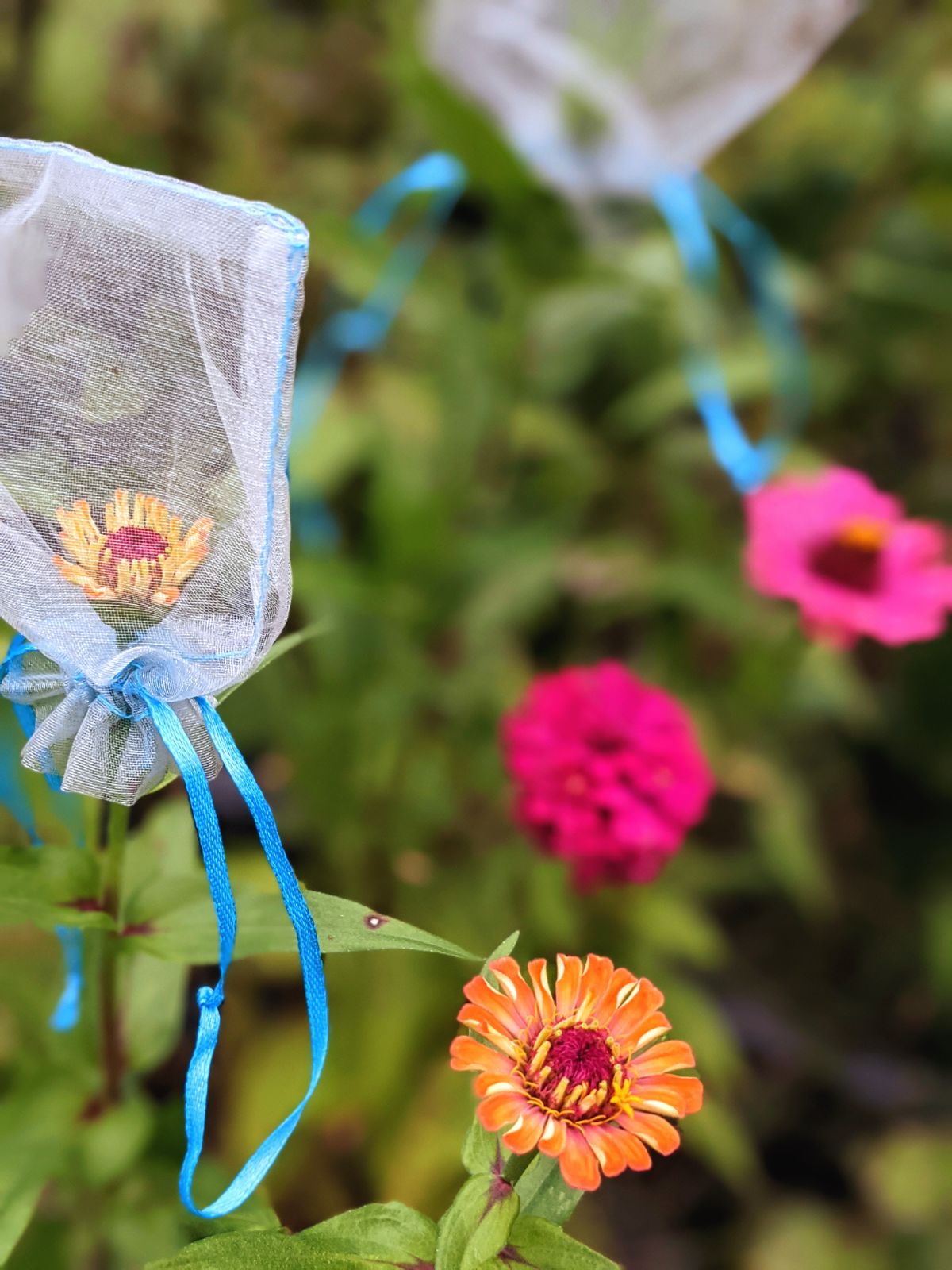 Orange and pink zinnias bagged for breeding hybrids and some out in the open