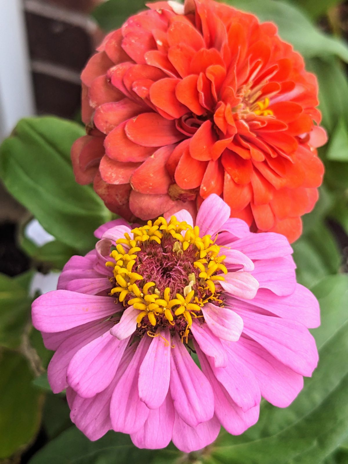 Third set of crosses in my Zinnia Breeding Project for 2023 - NC_Lavender on bottom and Coral Double on top