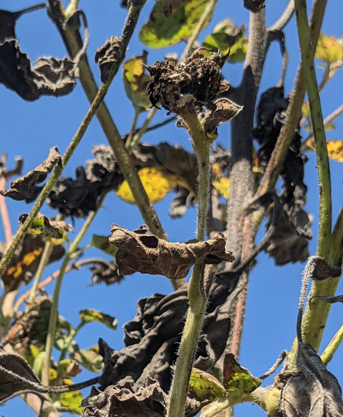 Crispy brown sunflower stalk with blue sky