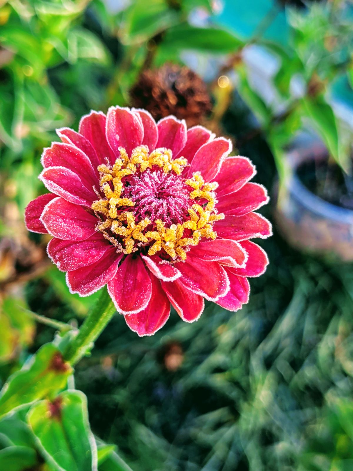 Hot pink zinnia looks like it's coated in sugar