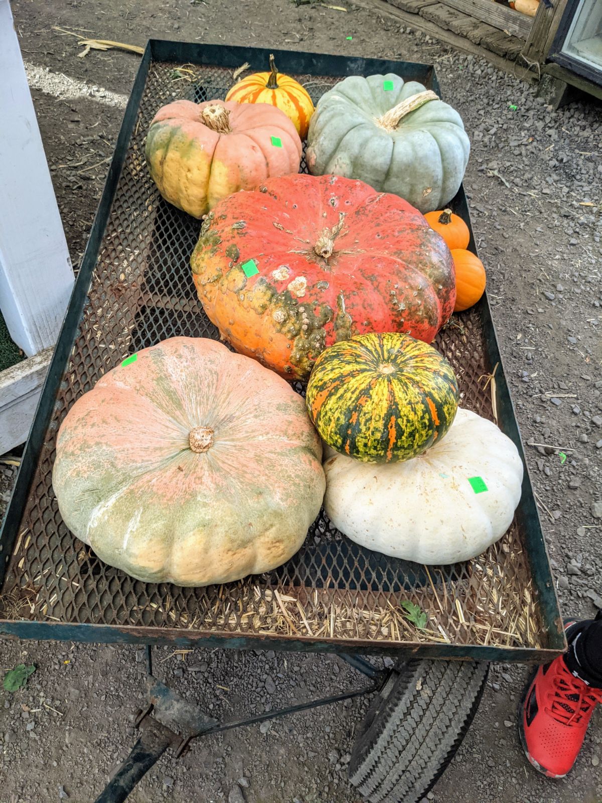 Cart of Flat Stacker Pumpkins we picked out at Windy Springs Farm Quakertown PA Roadside Stand