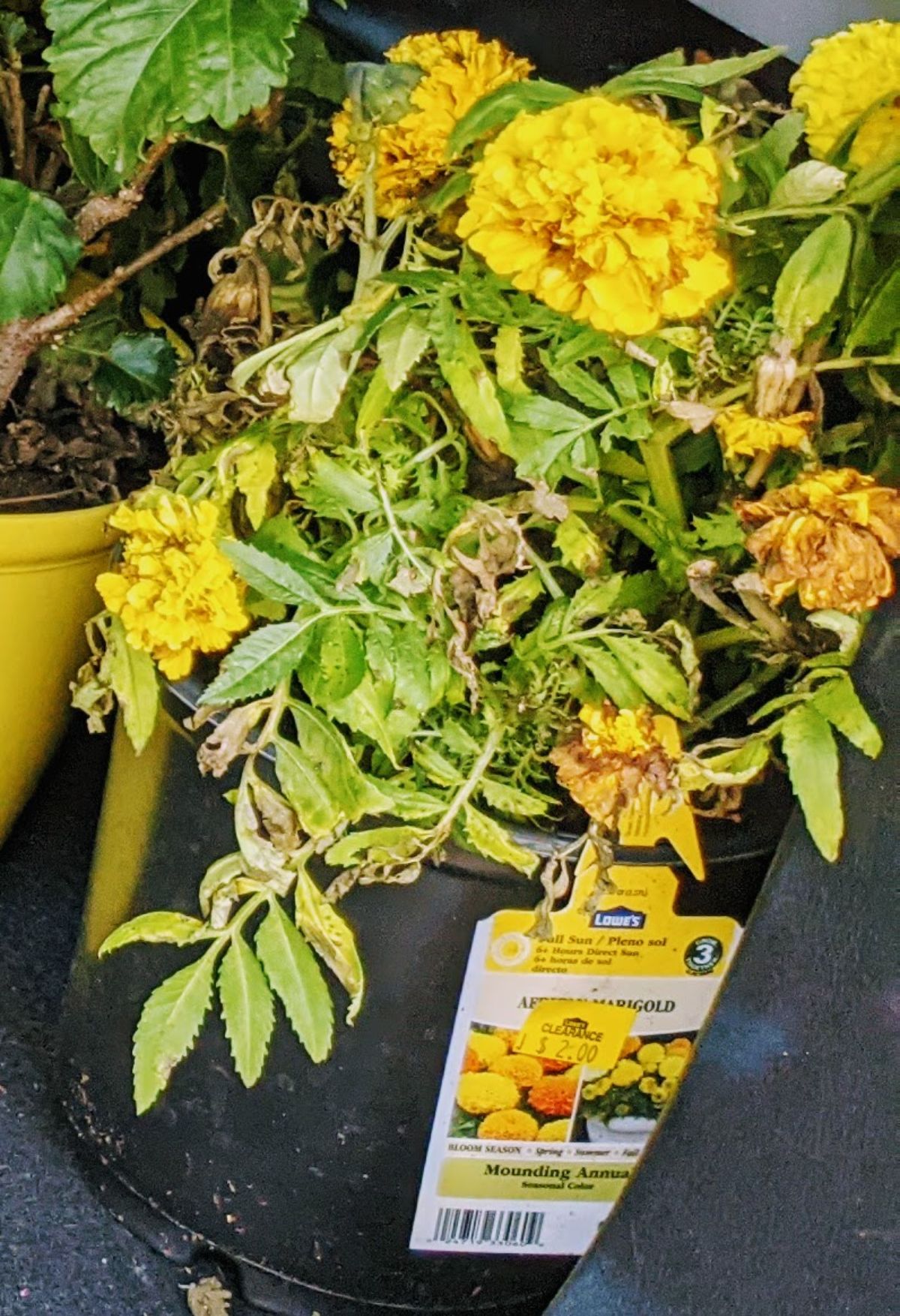 Yellow African marigold plant for sale on clearance for $2