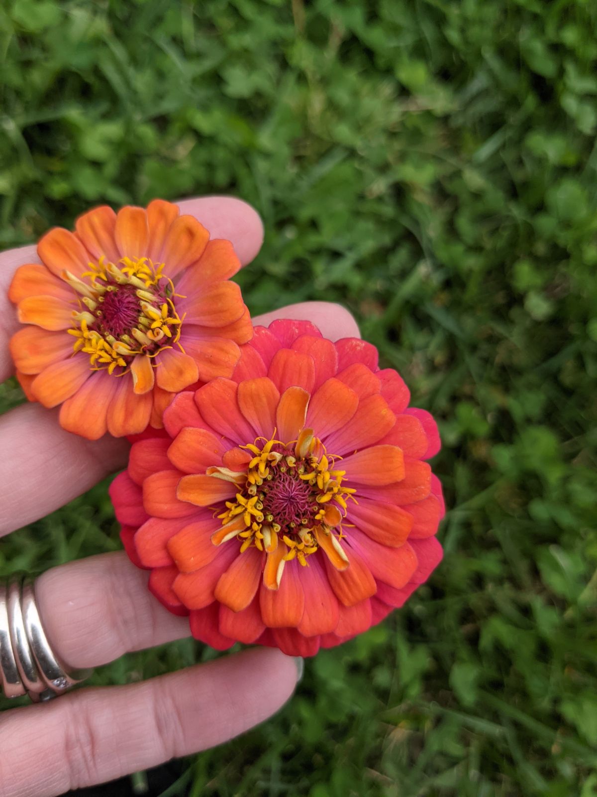 Color Change Zinnias orange and pink blossom and a dark pink and orange blossom