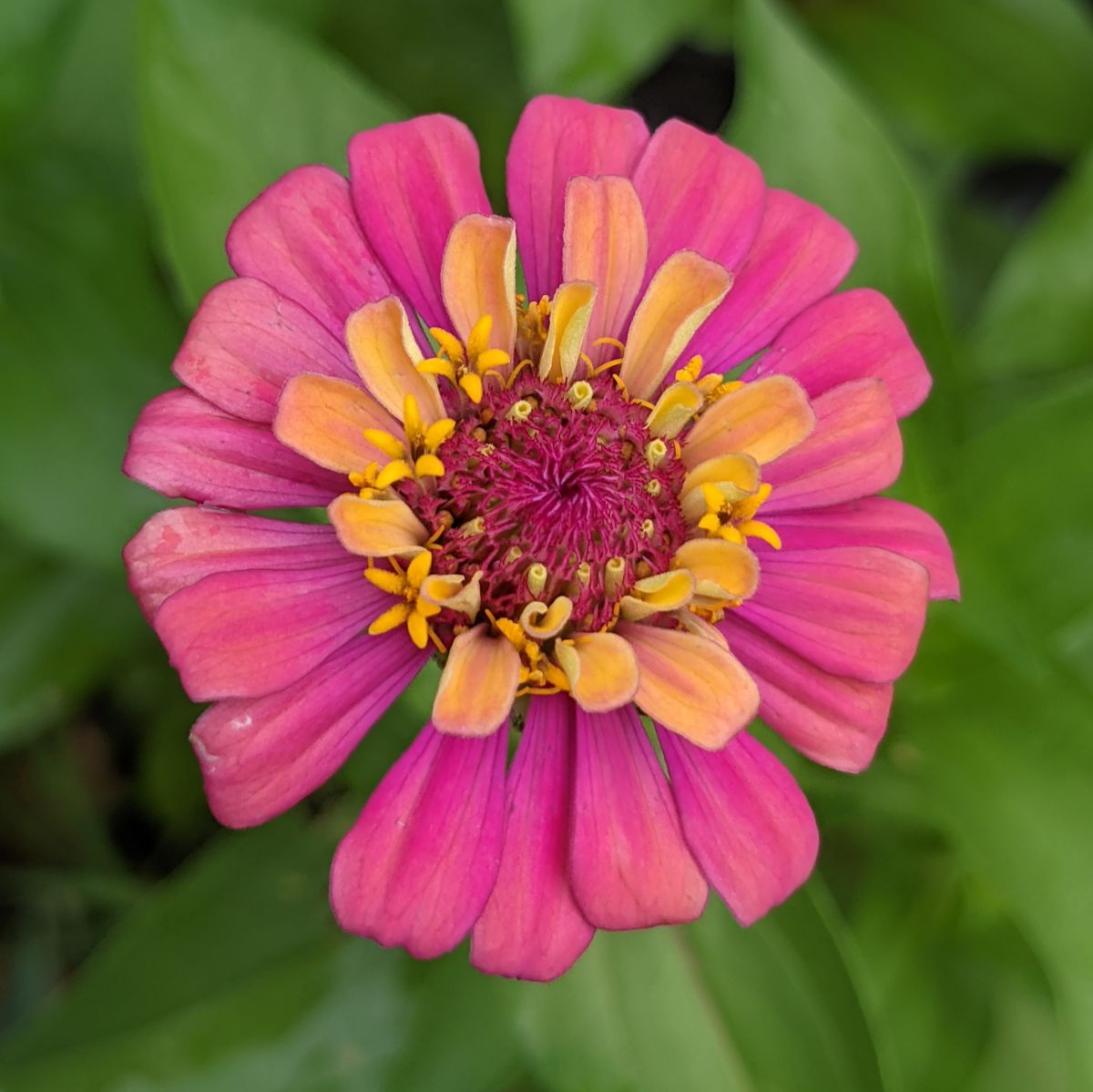 Pink, orange and yellow color changing zinnia