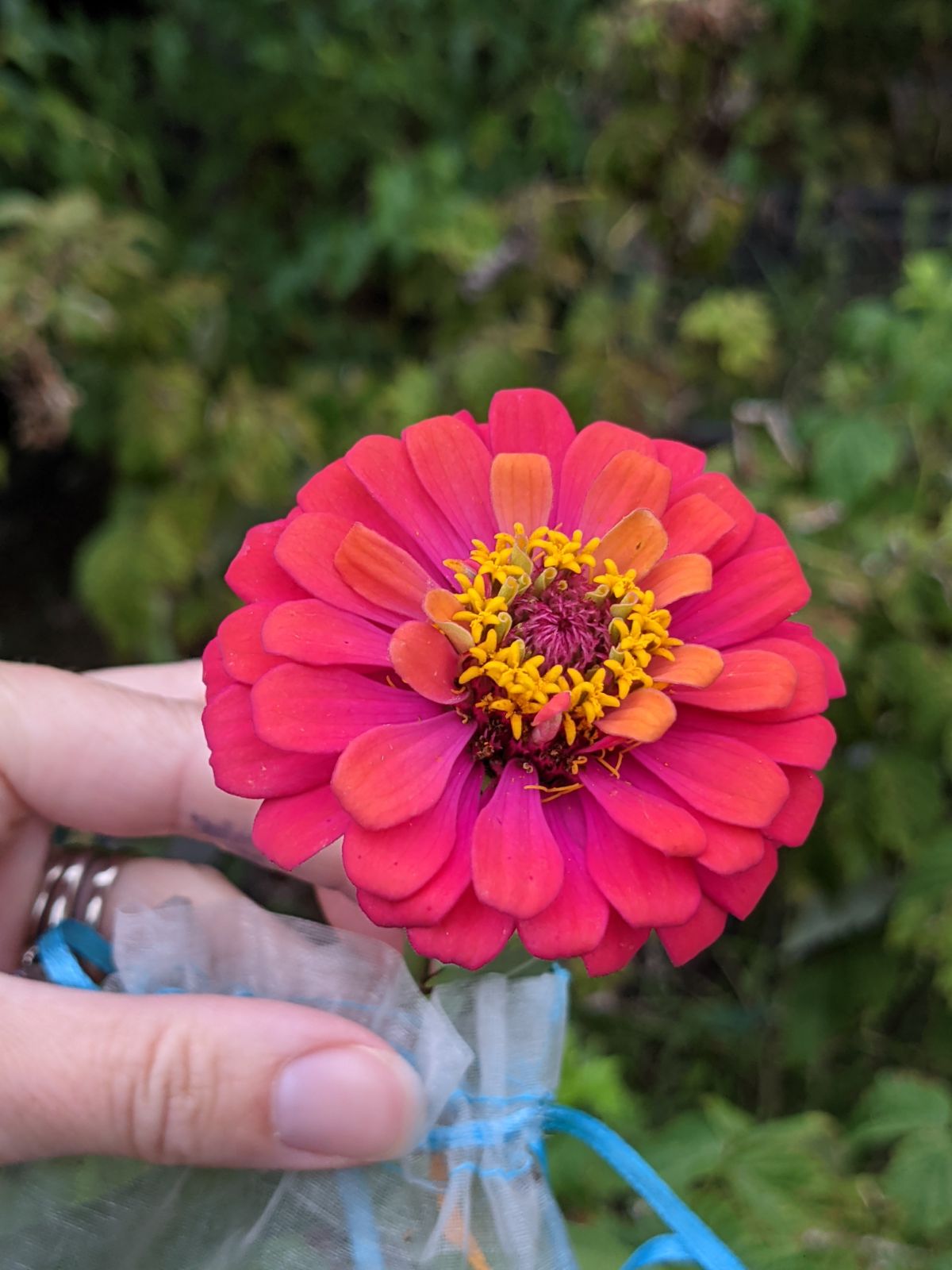 Color-changing zinnia bloom in raspberry orange colors