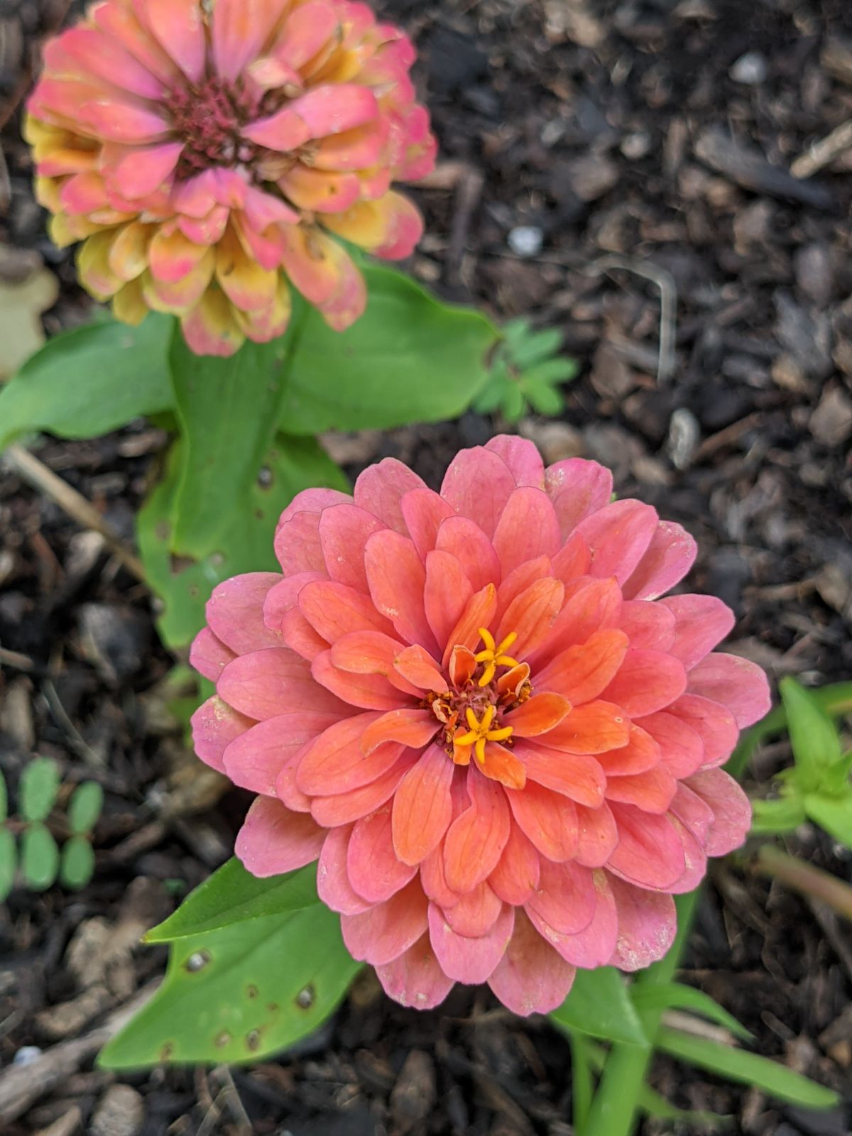 Dreamland coral zinnia turning pink over time with a spent blossom in the distance