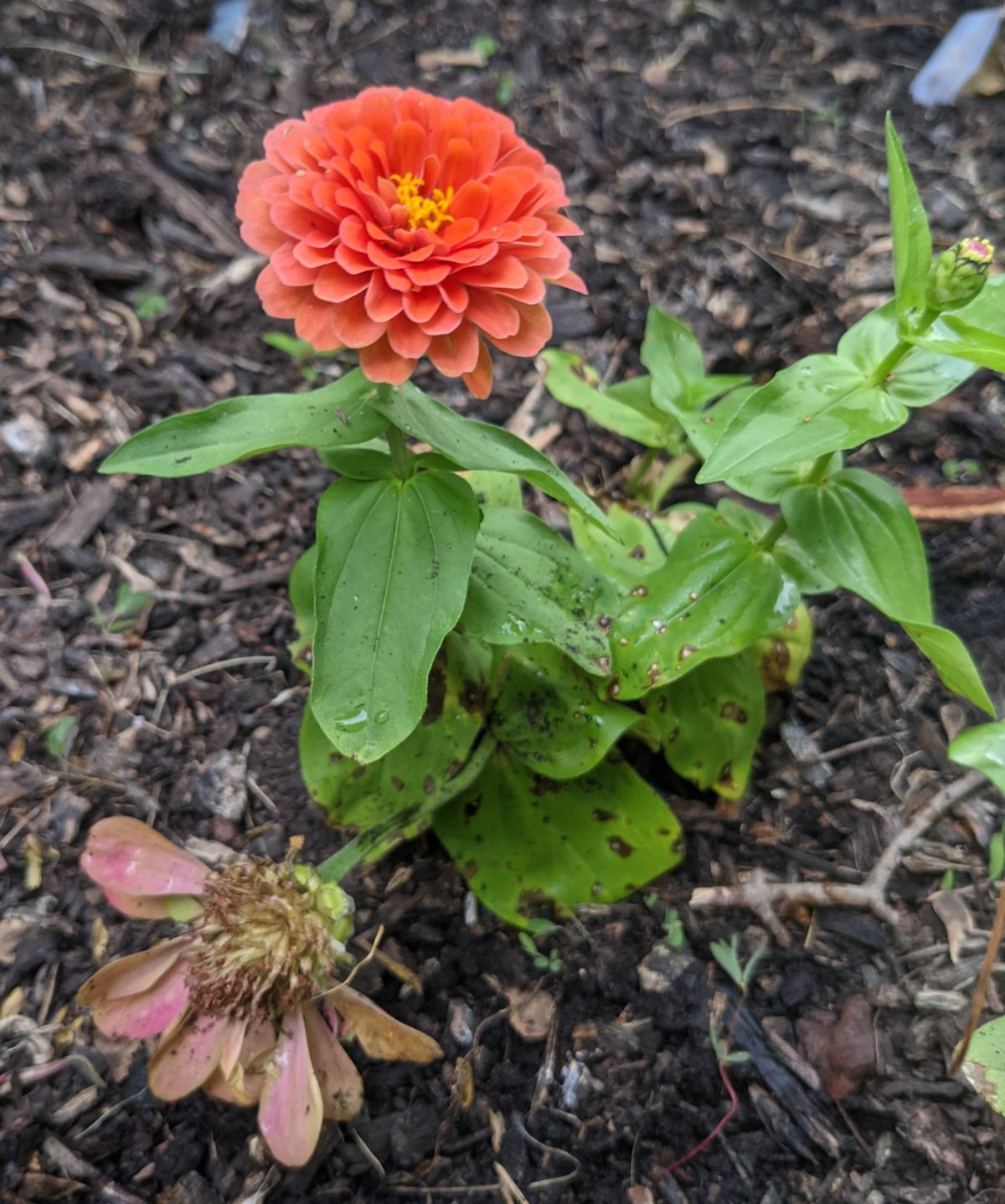 Coral zinnia in full double bloom and a spent, faded pink zinnia flower on the same plant