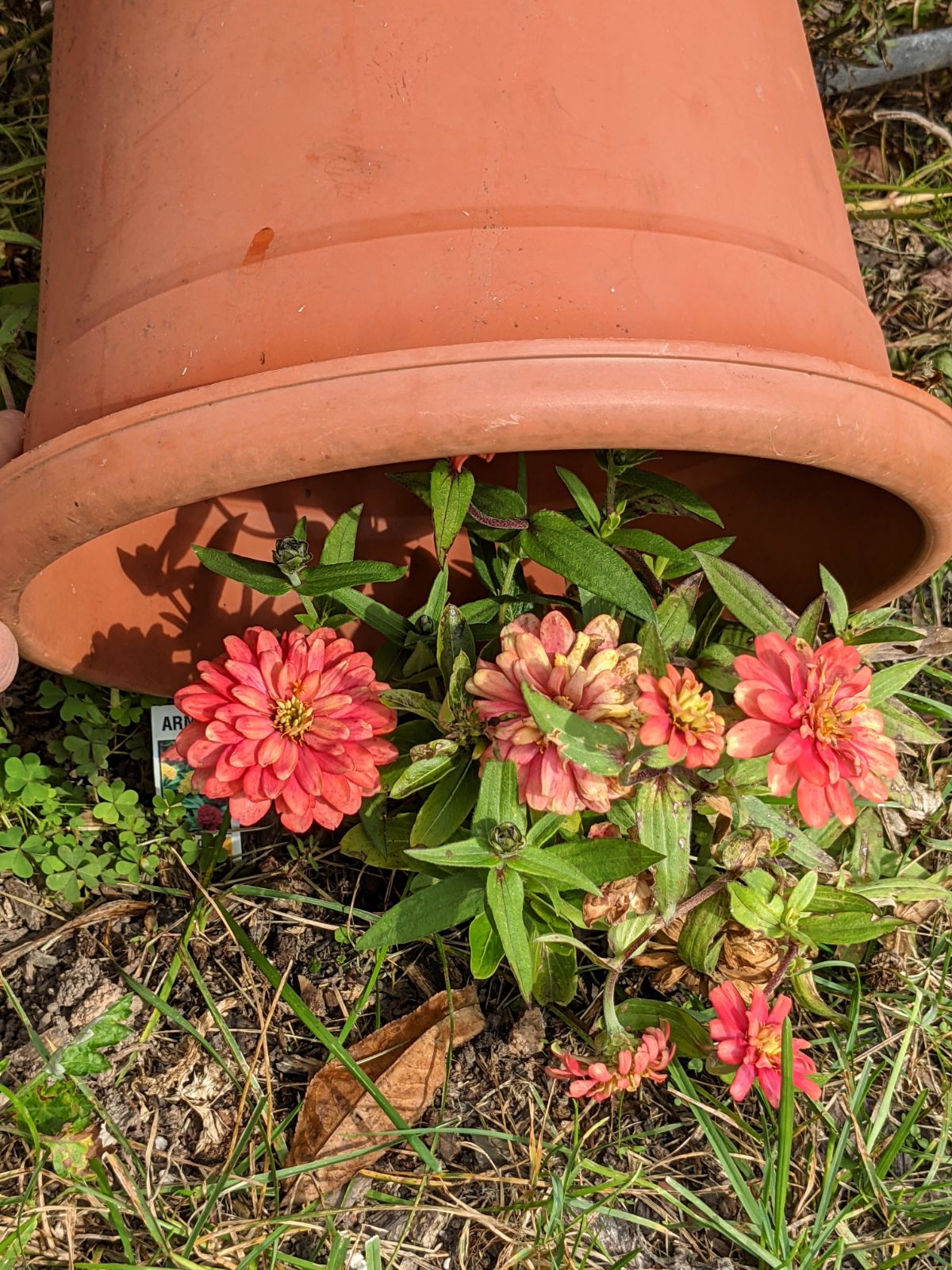 Cover Zinnias with a bucket to prolong their life when frost arrives
