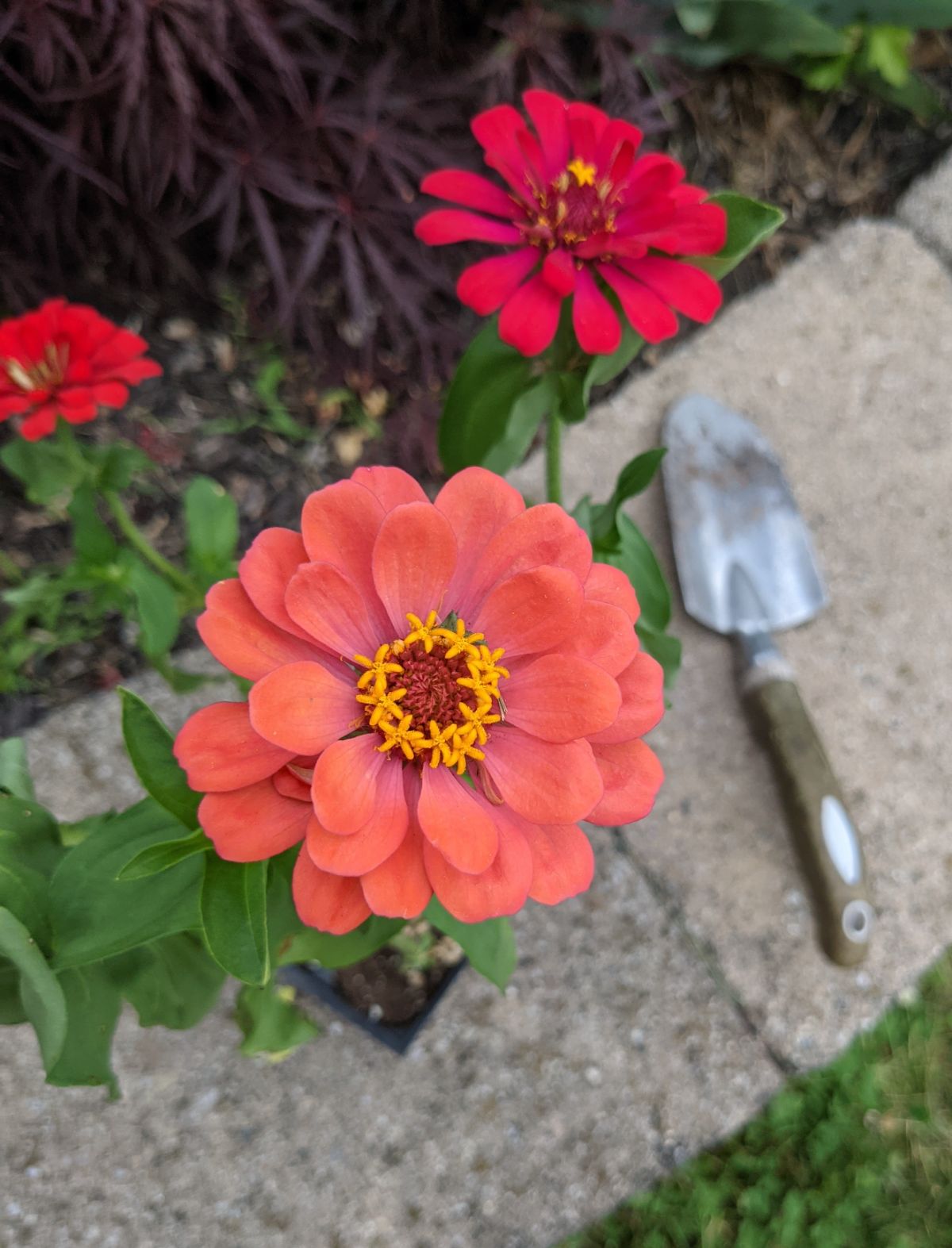 Coral and red zinnias with a hand spade shovel in the distance 