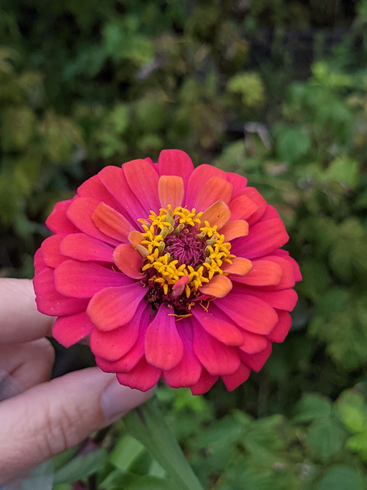 Hand holding Raspberry orange zinnia