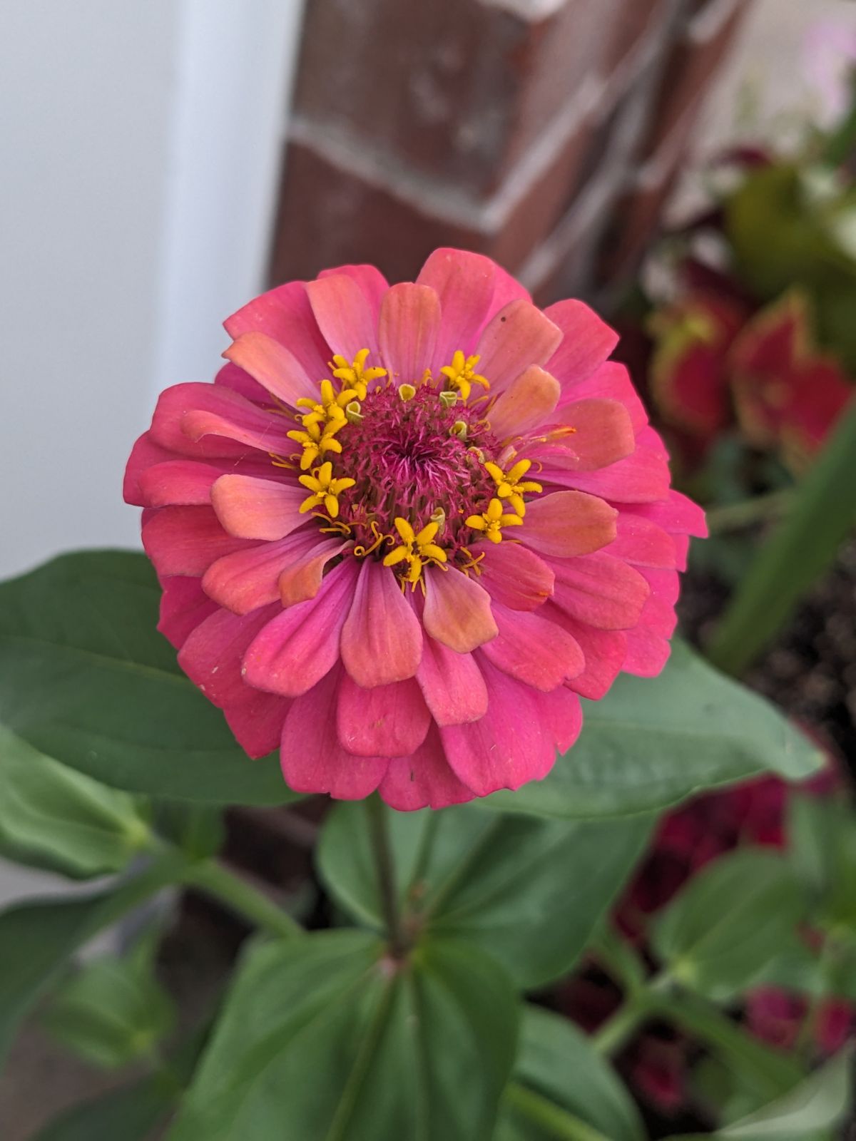 Favorite zinnia offspring from 2022 saved seeds - raspberry pink