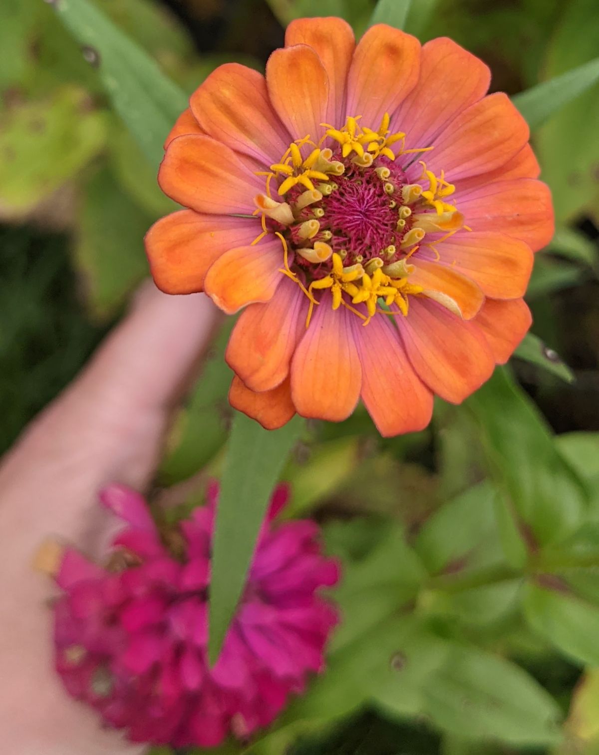 Raspberry zinnia blossom and orange zinnia with pink center growing from the same zinnia plant