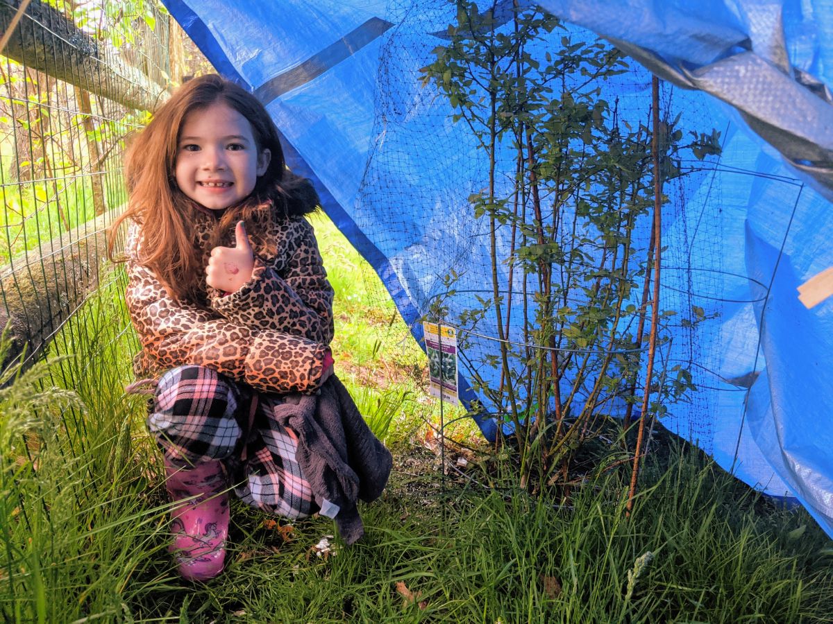 Daughter making freeze protection for blueberry bushes