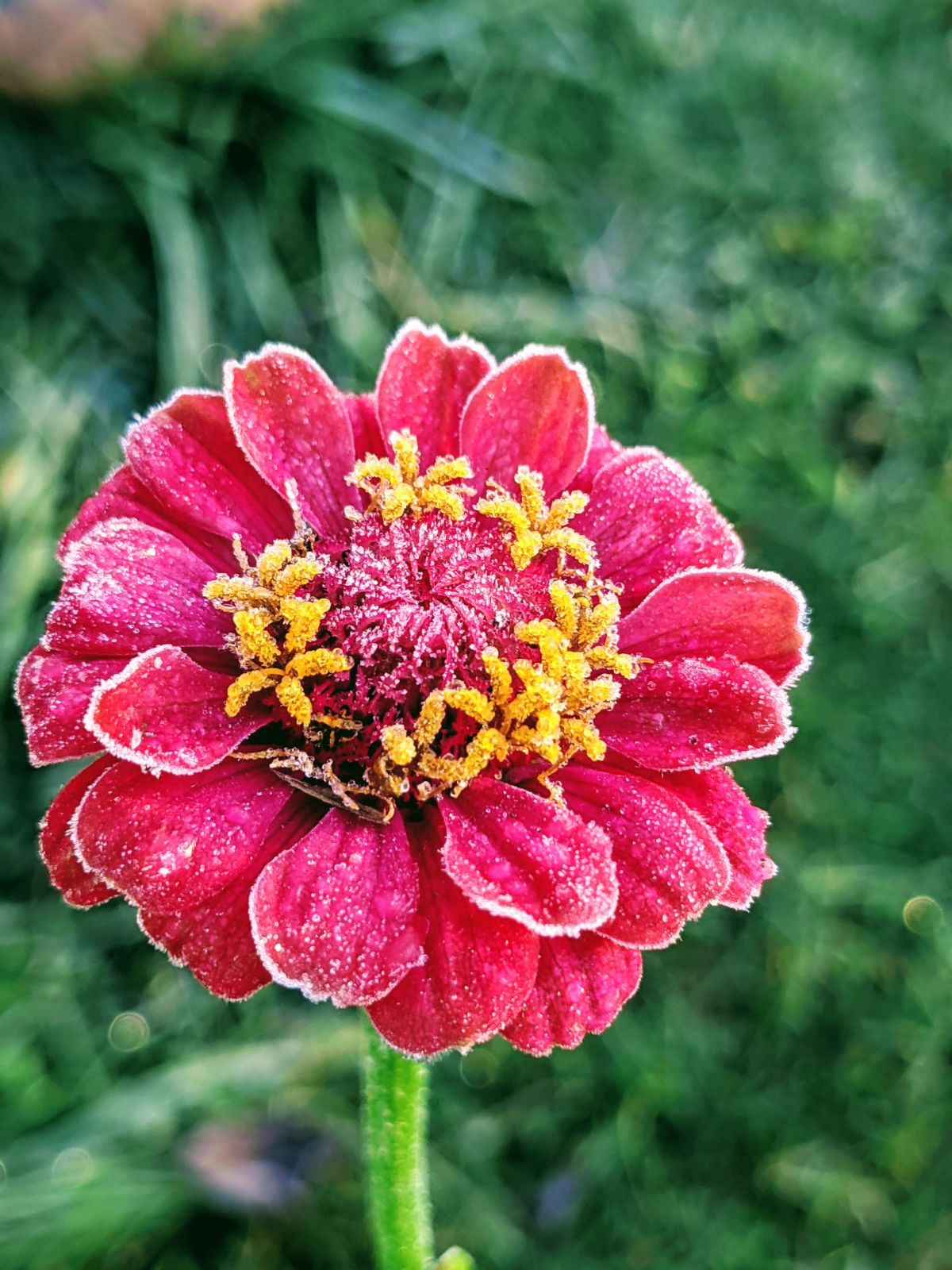 Hot Pink Zinnia Flower with Crystalline Layer of Frost