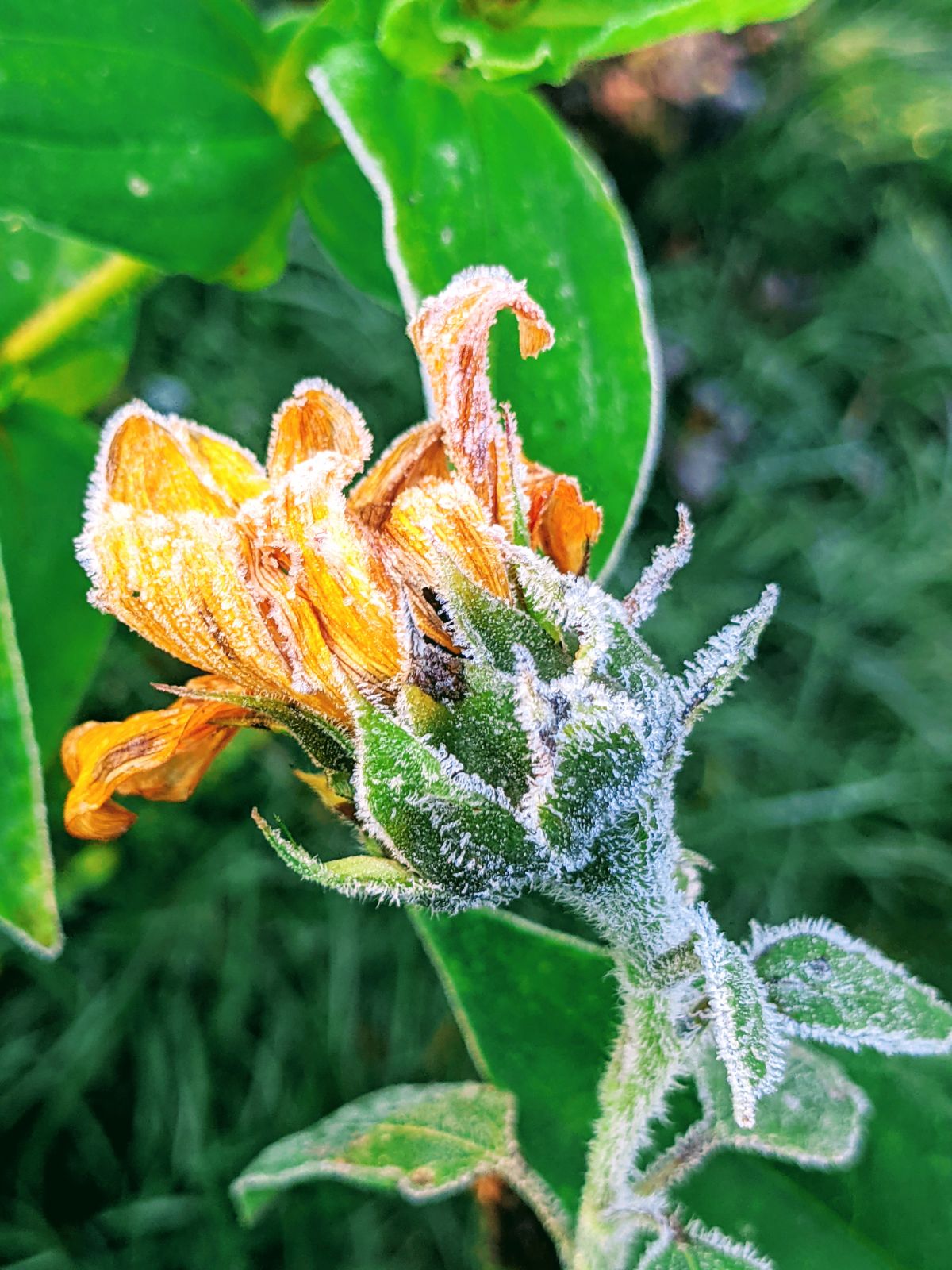 Frost on a yellow sunflower blossom