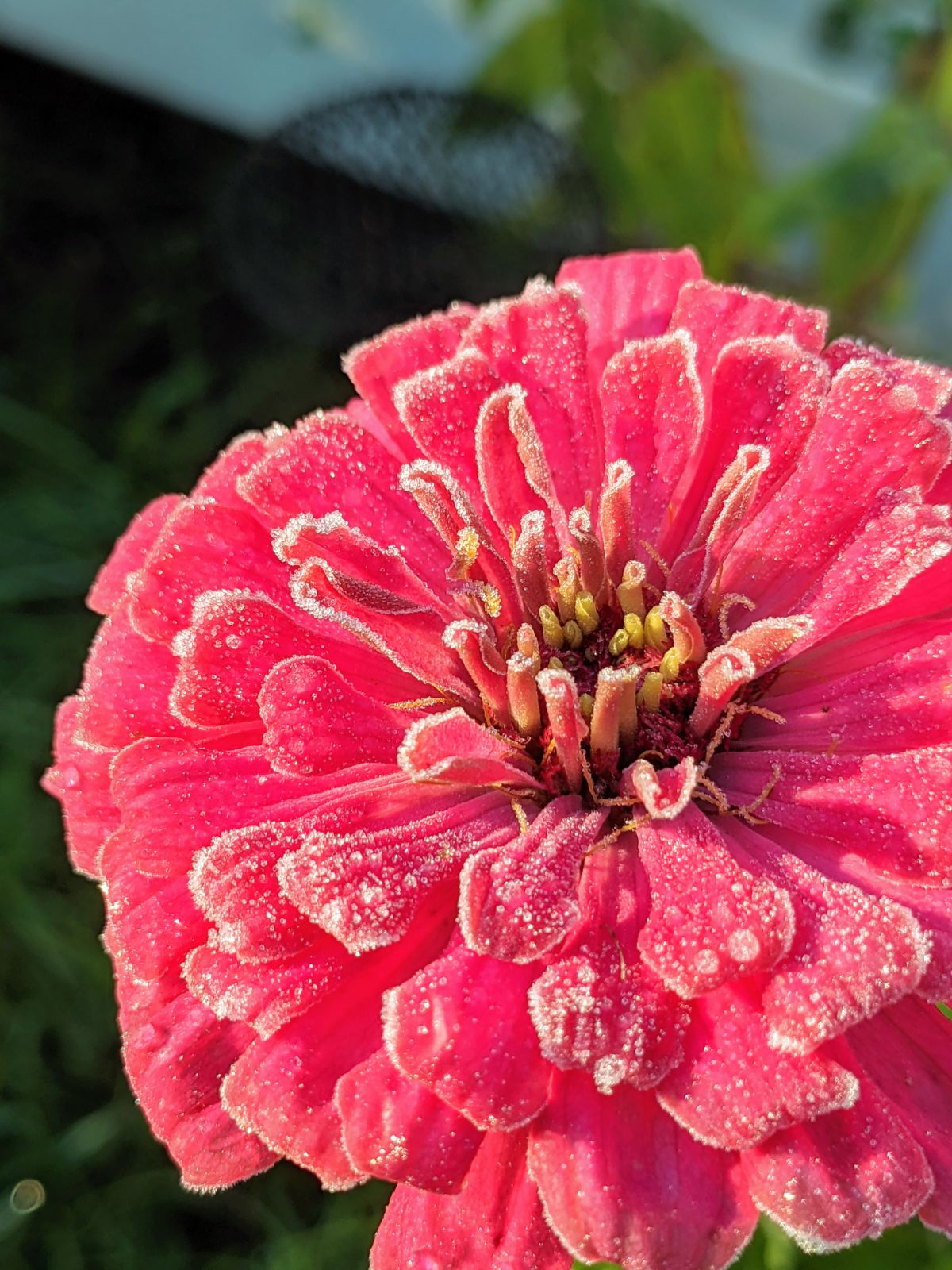 Stunning pink zinnia with frosty edges