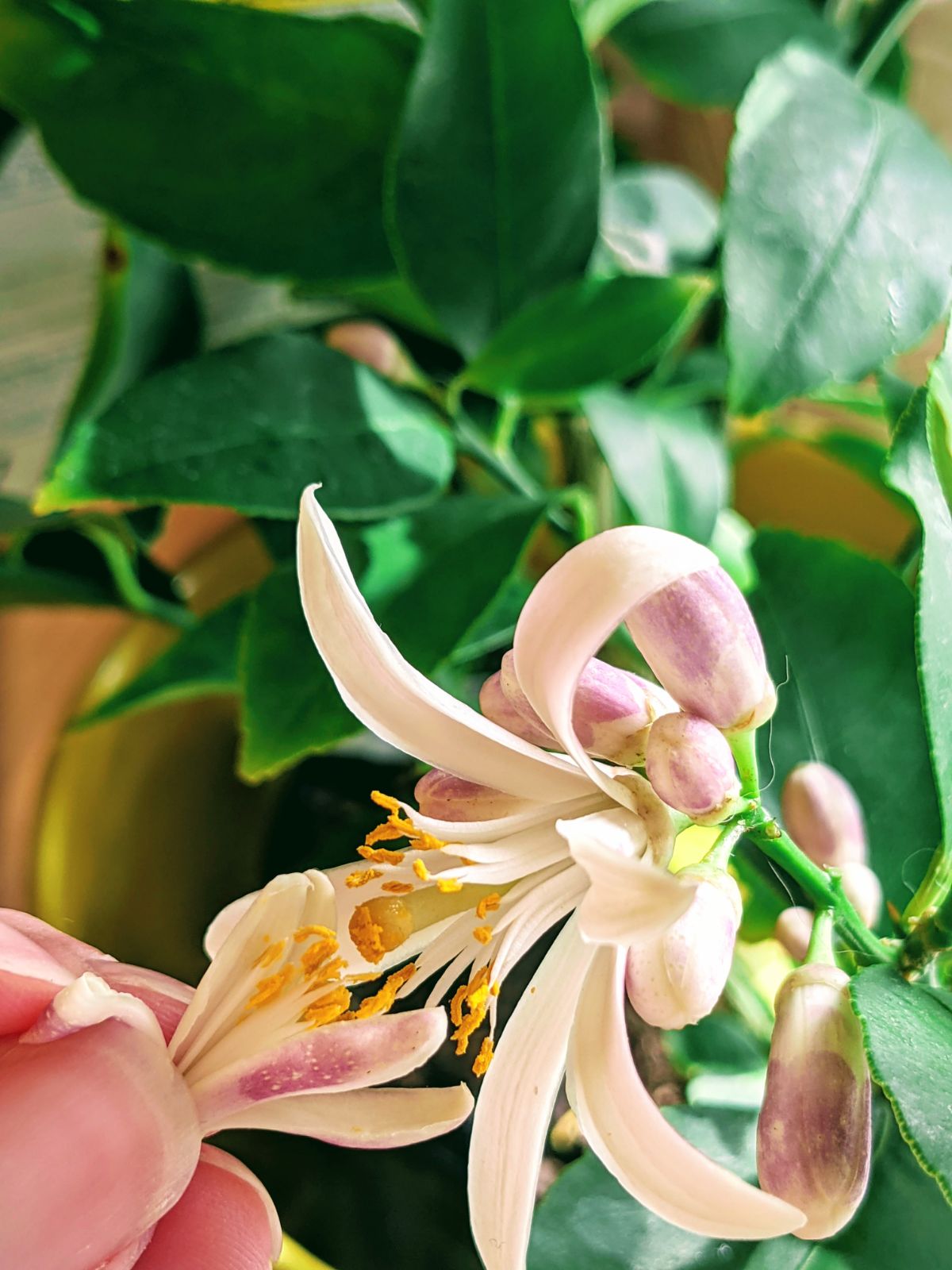 Hand pollinating a lemon tree flower with a fallen blossom