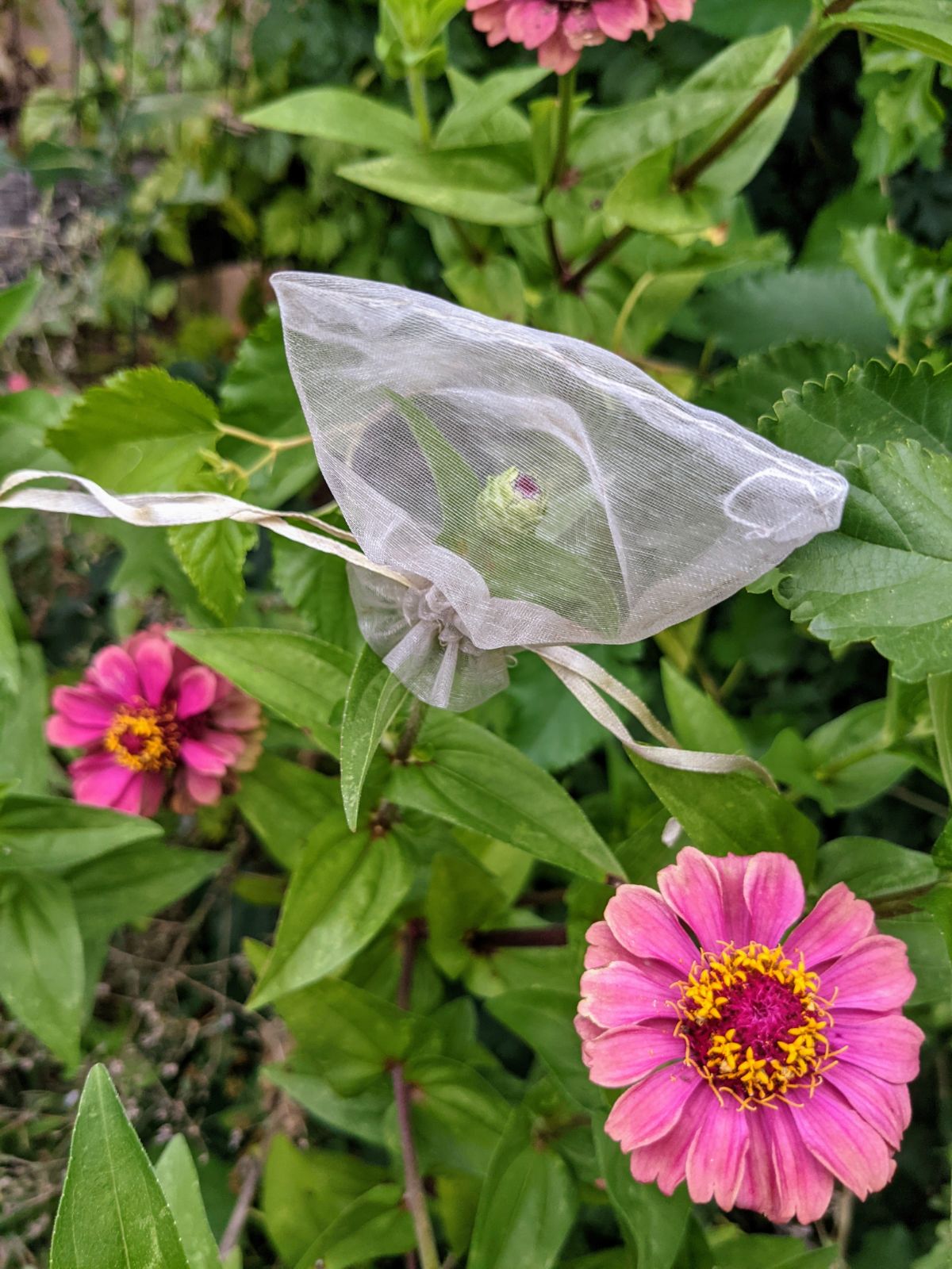 Heart-shaped petals on pink zinnias and a bagged bud that hasn't opened yet, flower breeding