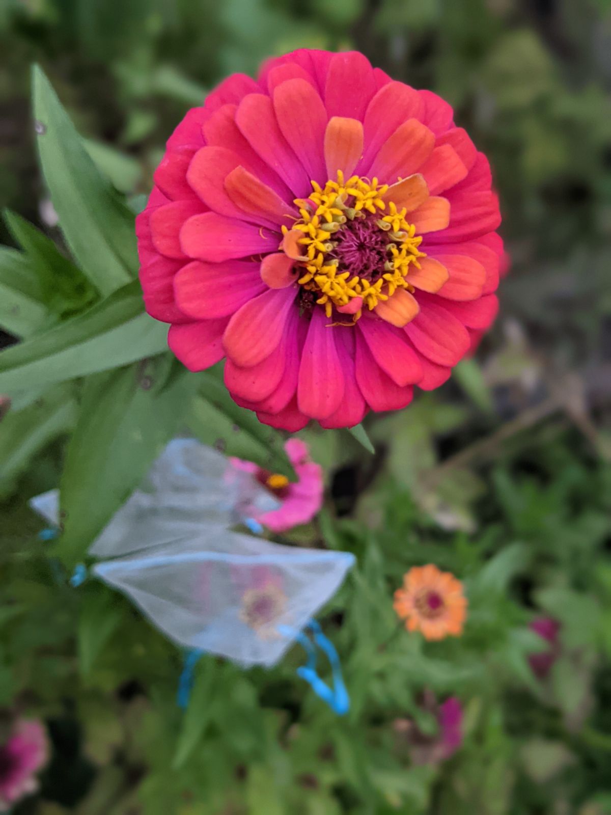 Favorite color changing zinnia in raspberry and orange hues with bagged blooms below
