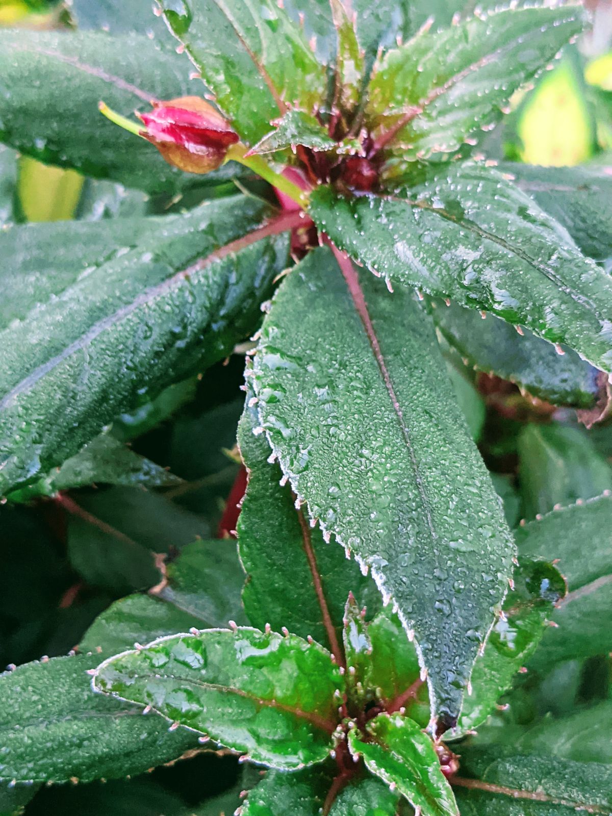 Impatiens with frost in October 2022