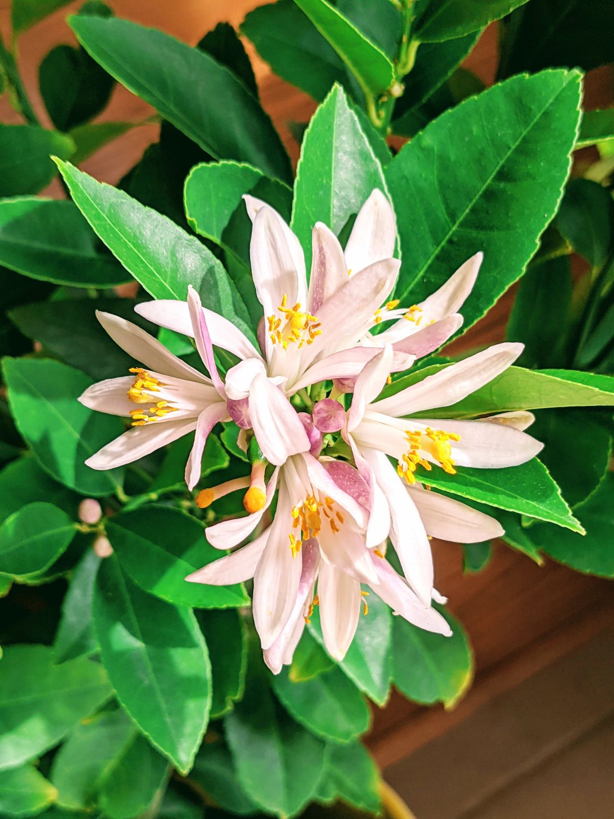 Indoor lemon tree flowering with large cluster of blooms