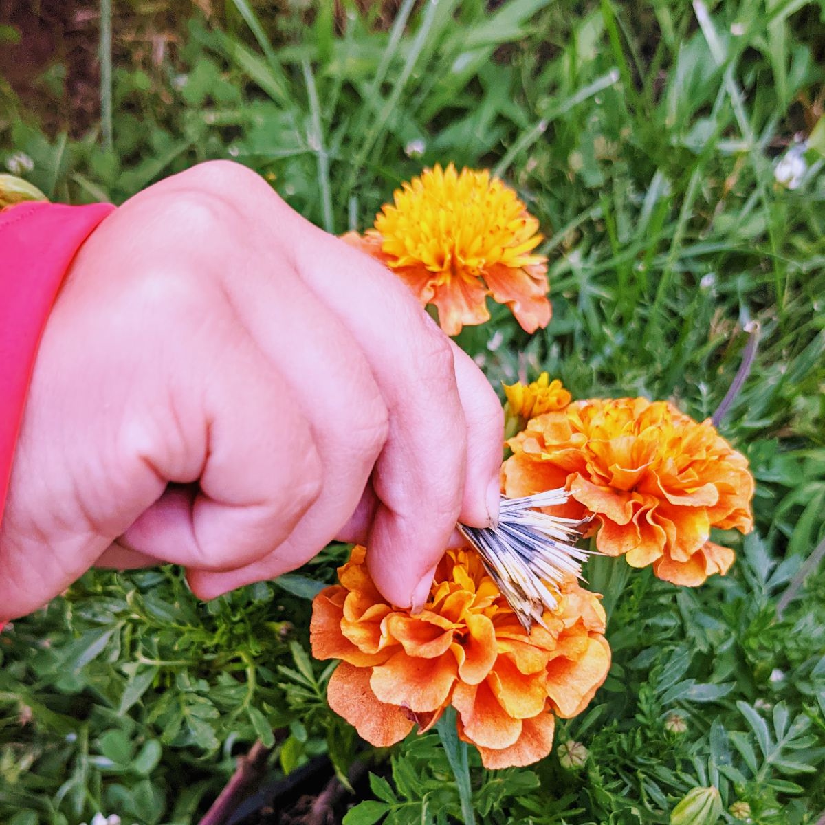Young girl's hand holding marigold seeds next to strawberry blonde marigolds in the grass