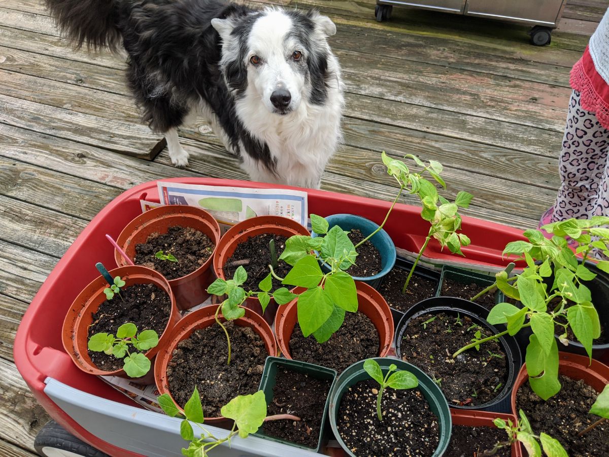 Border Collie Gardening Wagon