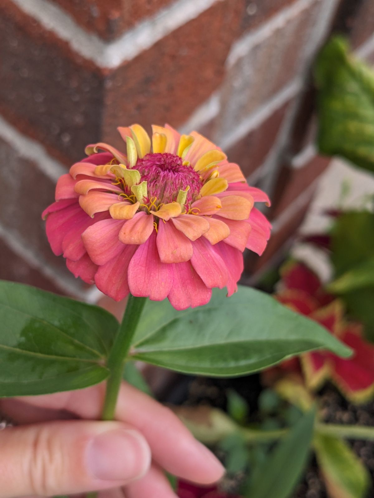 Pink, orange and yellow Zinnia changing colors as it matures