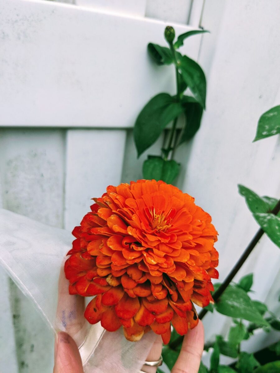 King orange double bloom zinnia flower and organza bag for hybridizing