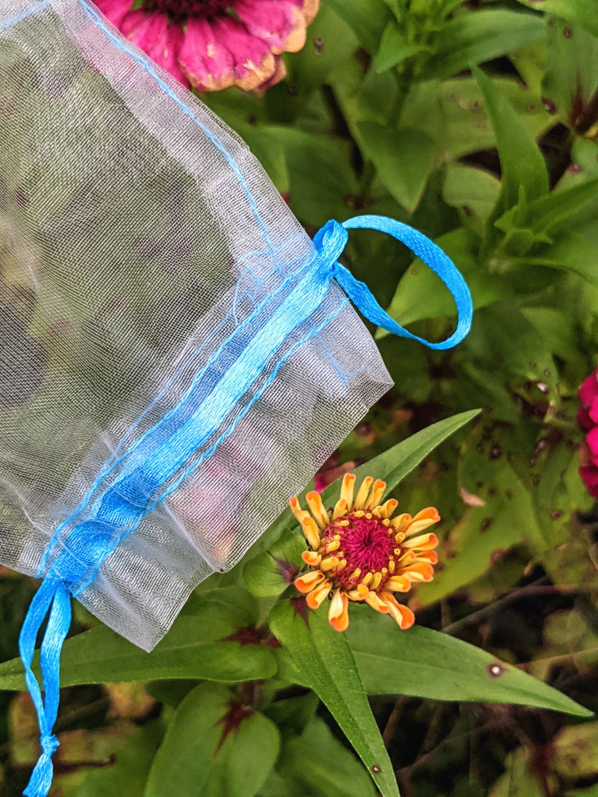 Pink and orange zinnia getting bagged for breeding and hybridizing