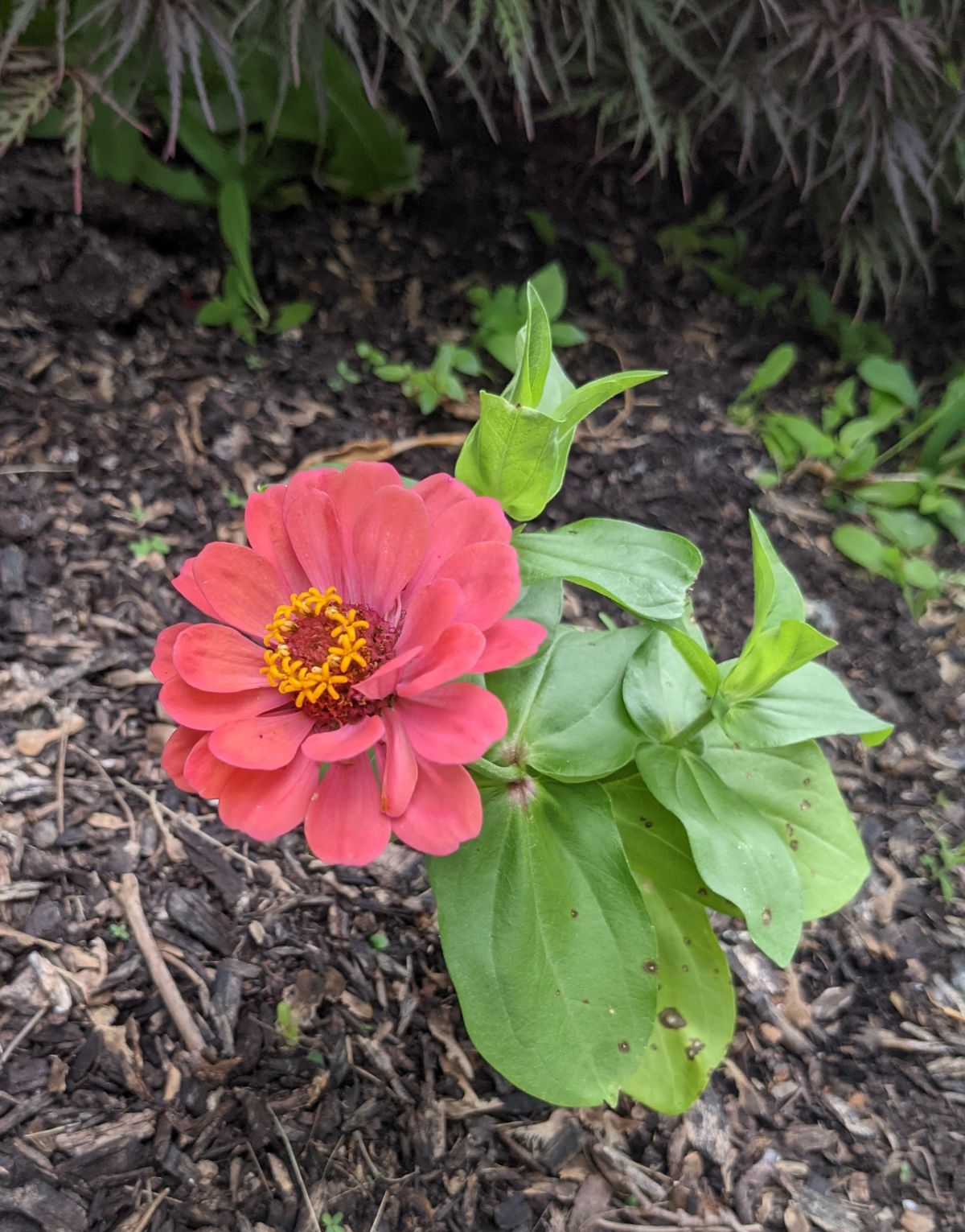 Pink Zinnia that used to be coral in color