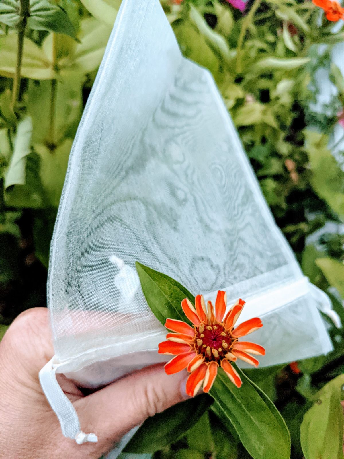 Pink orange zinnia breeding stock