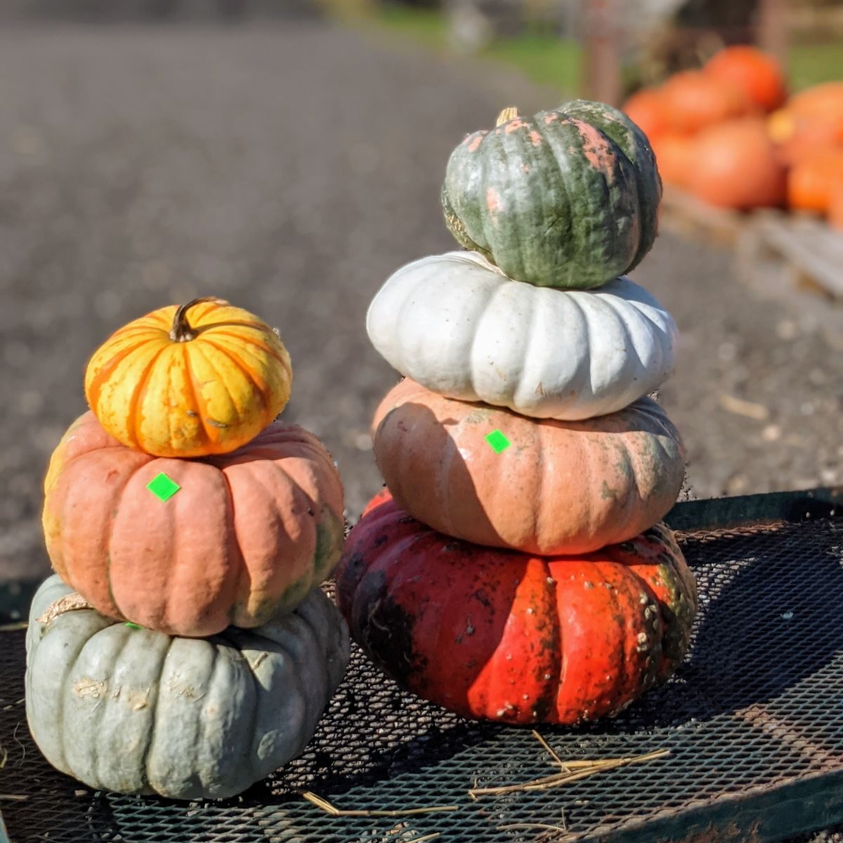 Stacked pumpkins on cart at roadside stand