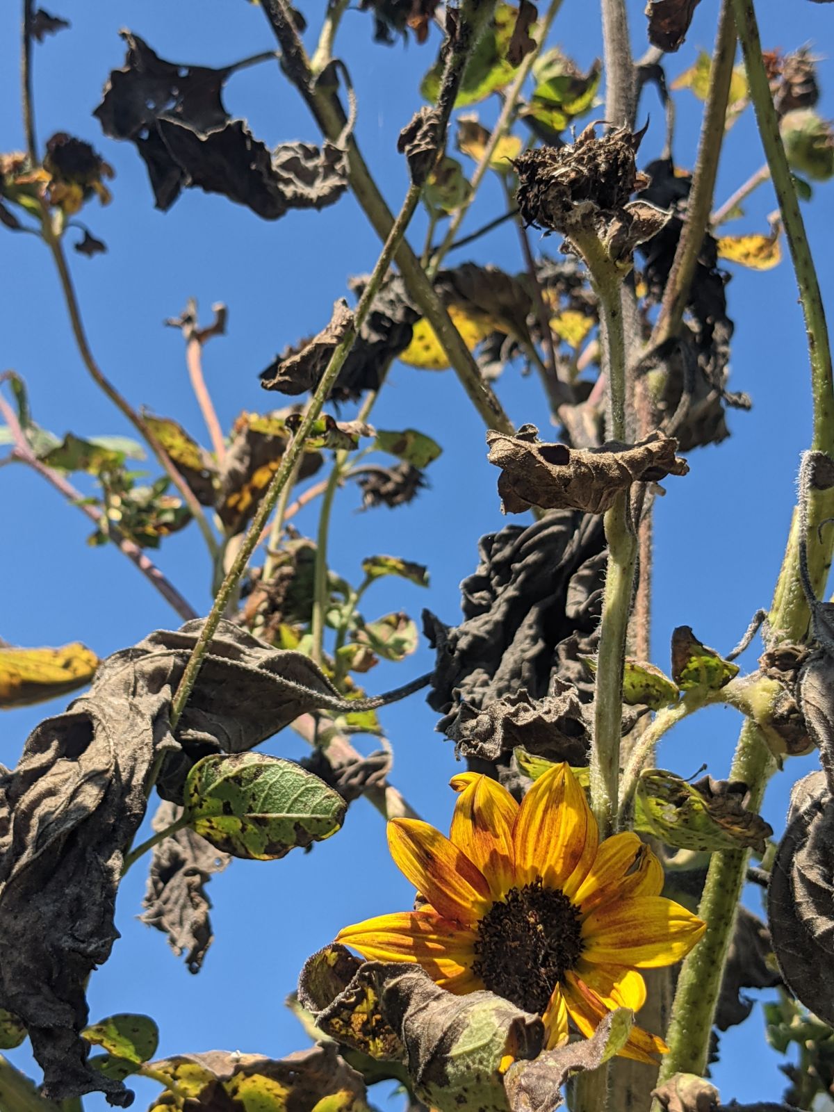 Sunflower Stalks with a yellow flower and blue skies