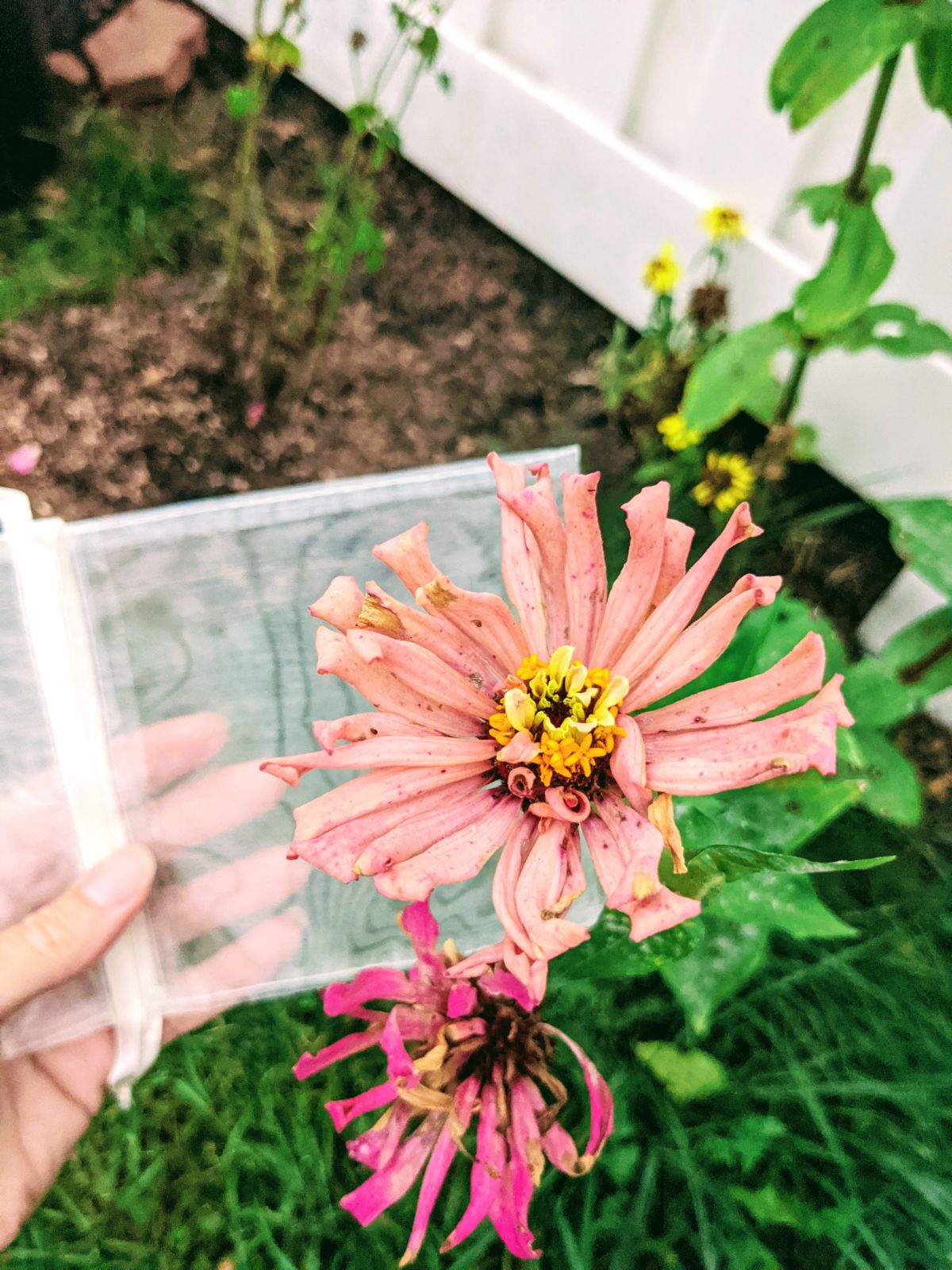 Blush pink cactus zinnia for breeding hybrids with dark pink cactus zinnia below