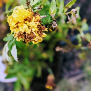 What to Do with Marigolds at the End of the Season