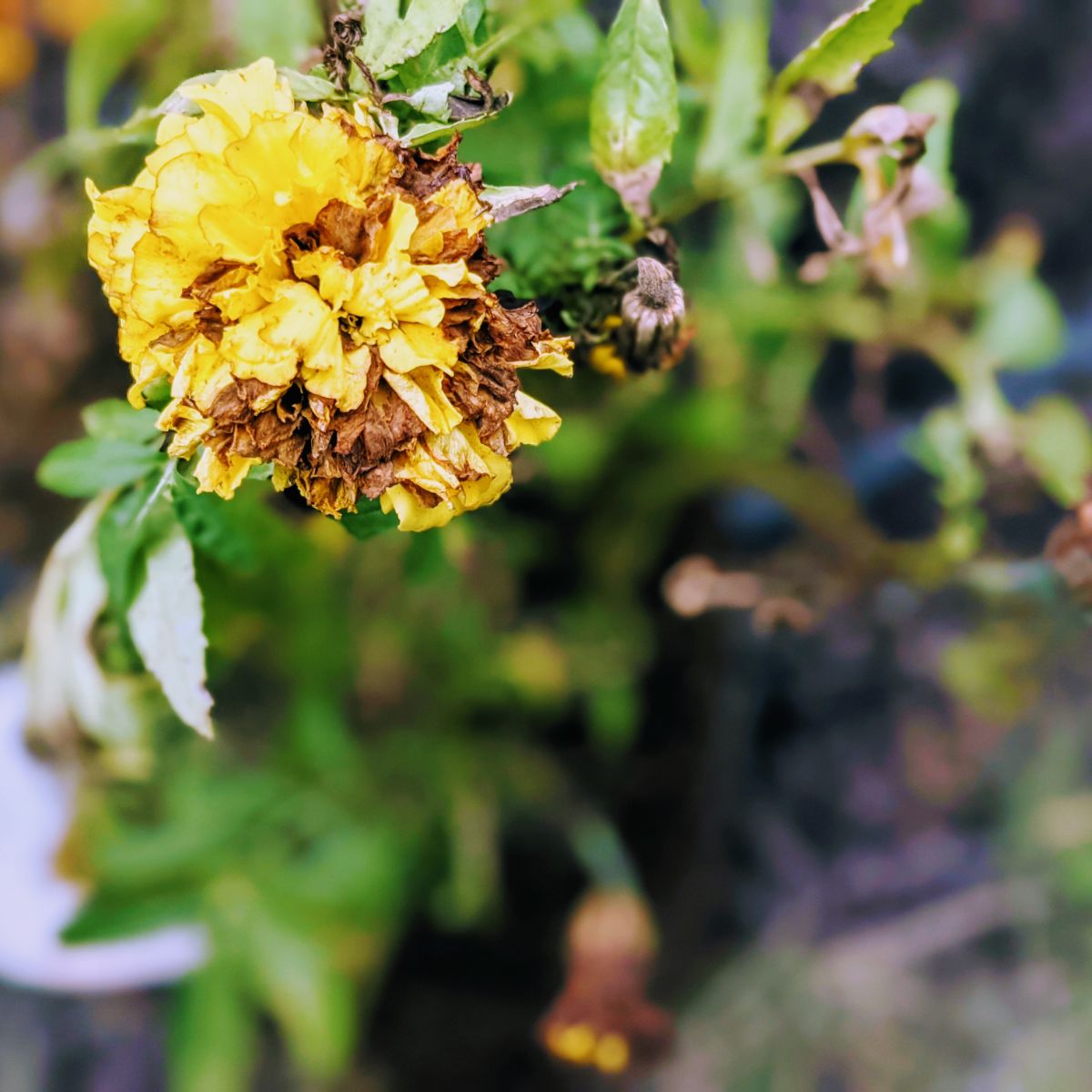 What to do with Marigolds at the end of the season - dying yellow marigold plant