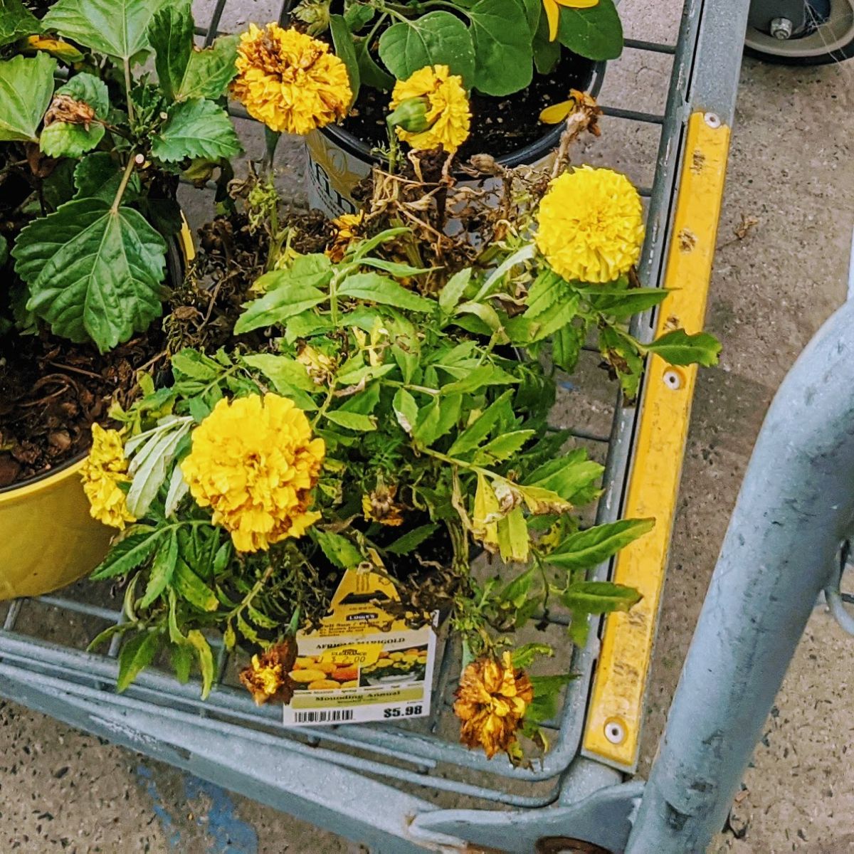 Yellow African marigolds in shopping cart at end of season clearance