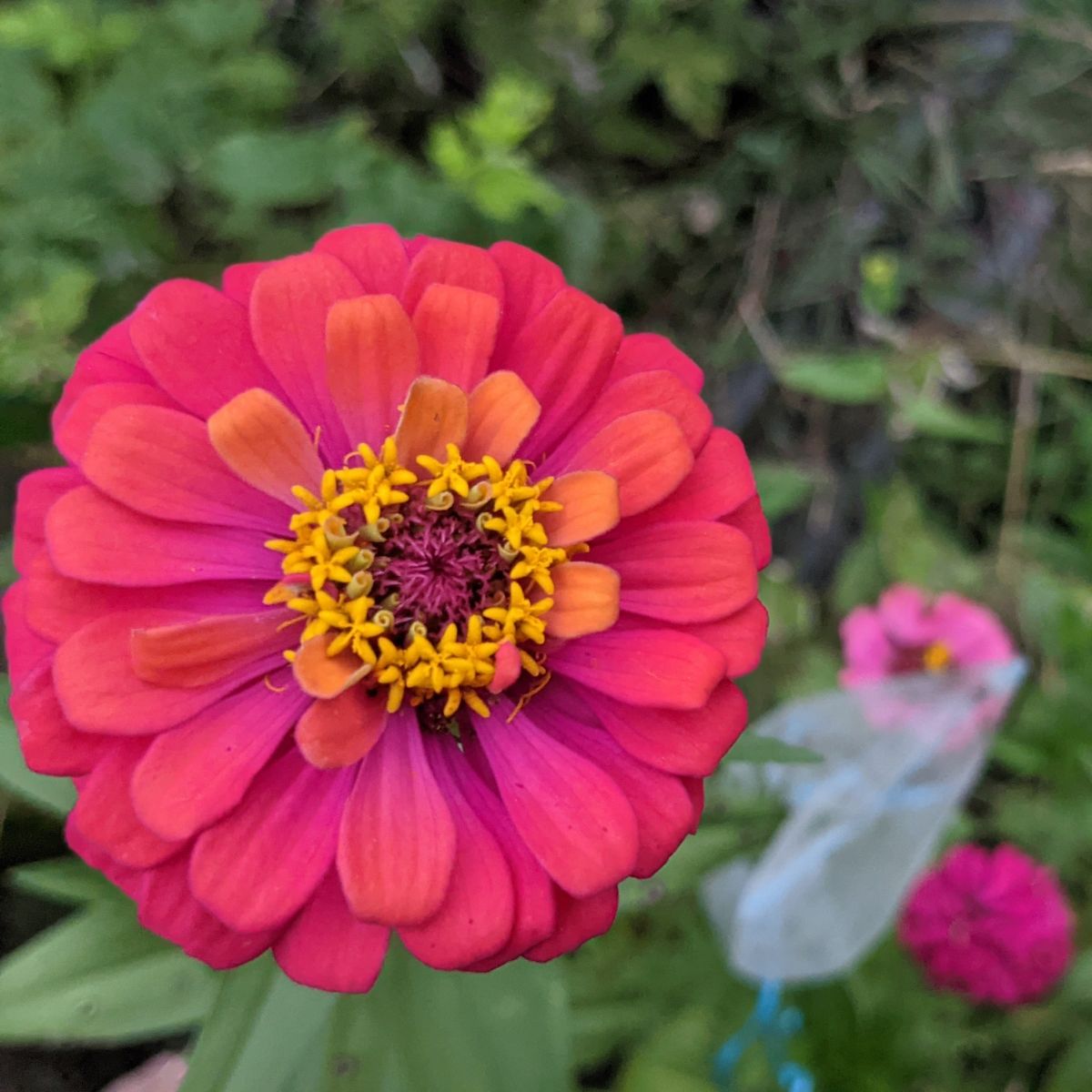 Raspberry dark pink and orange color-changing zinnia set for cross pollination to create hybrids