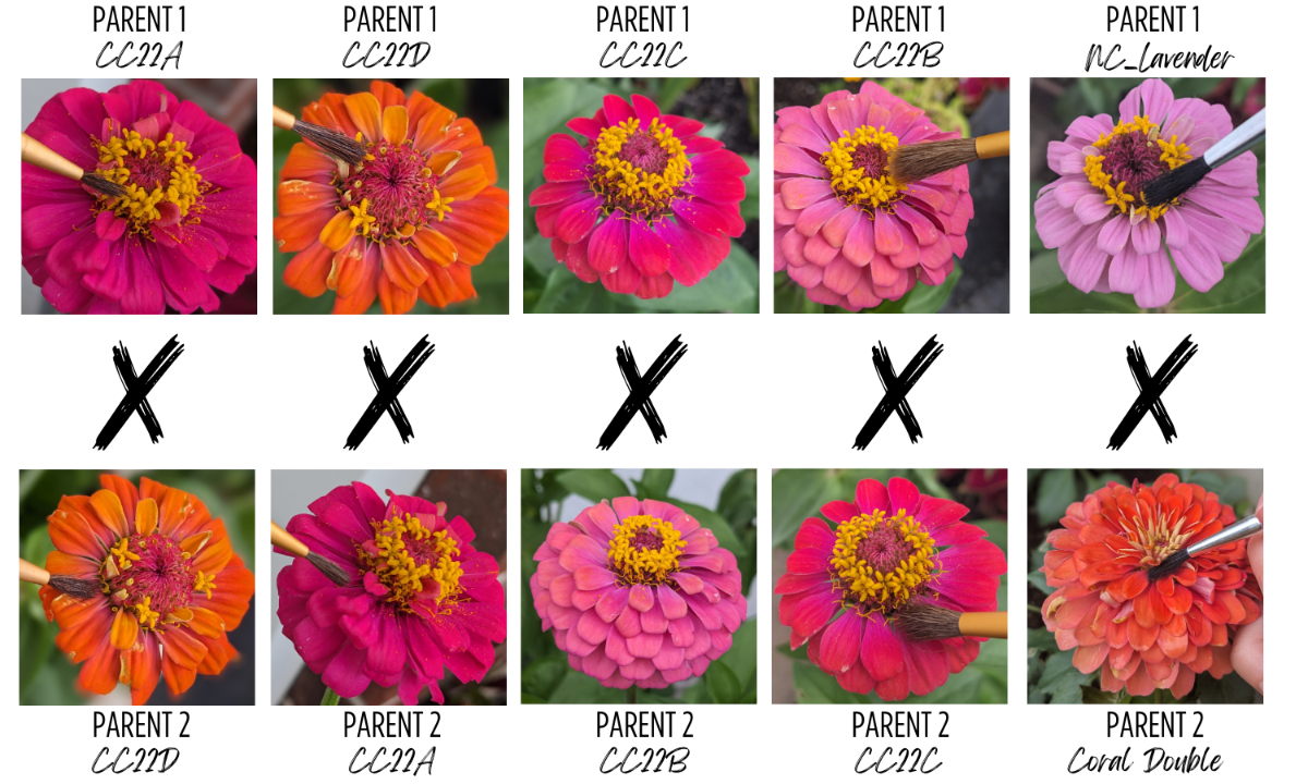 Zinnia Breeding Tracker with 5 crosses of different gene combinations
