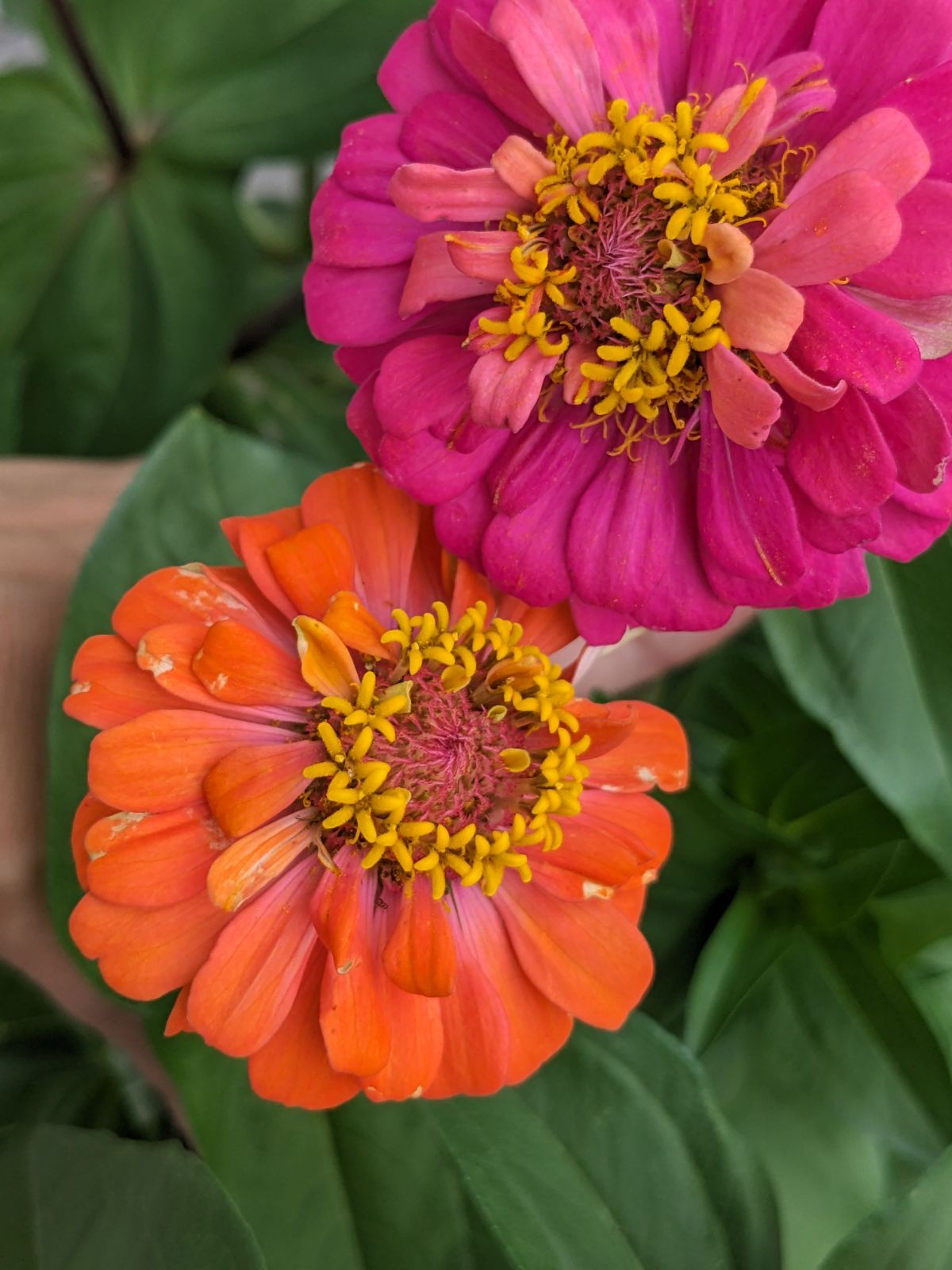 First two crosses in my Zinnia Breeding Project for 2023 - CC22A in Raspberry and CC22D in Orange