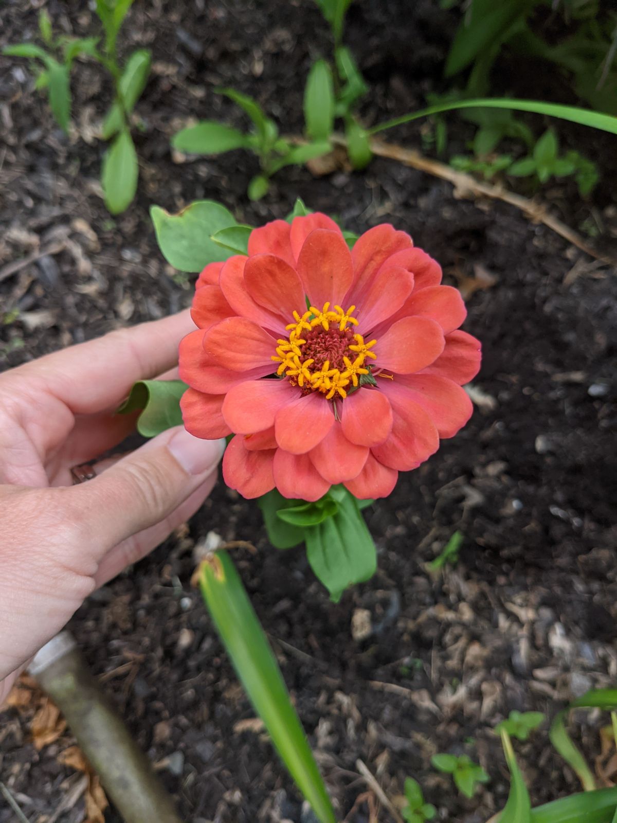 Hand holding Coral Zinnia in the garden