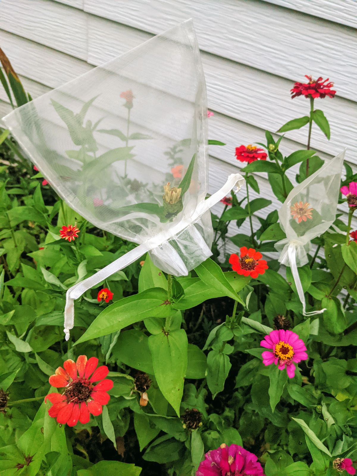 Zinnia patch with lots of pink and orange blooms, some bagged for breeding