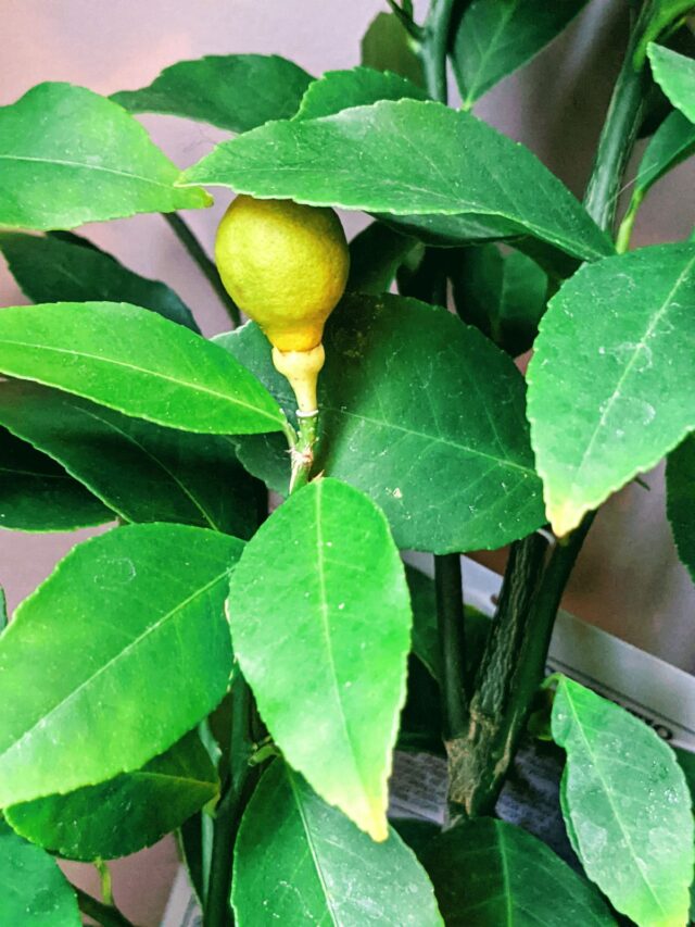 Planting Lemon Seeds to Grow a Tree (Like I Did!)