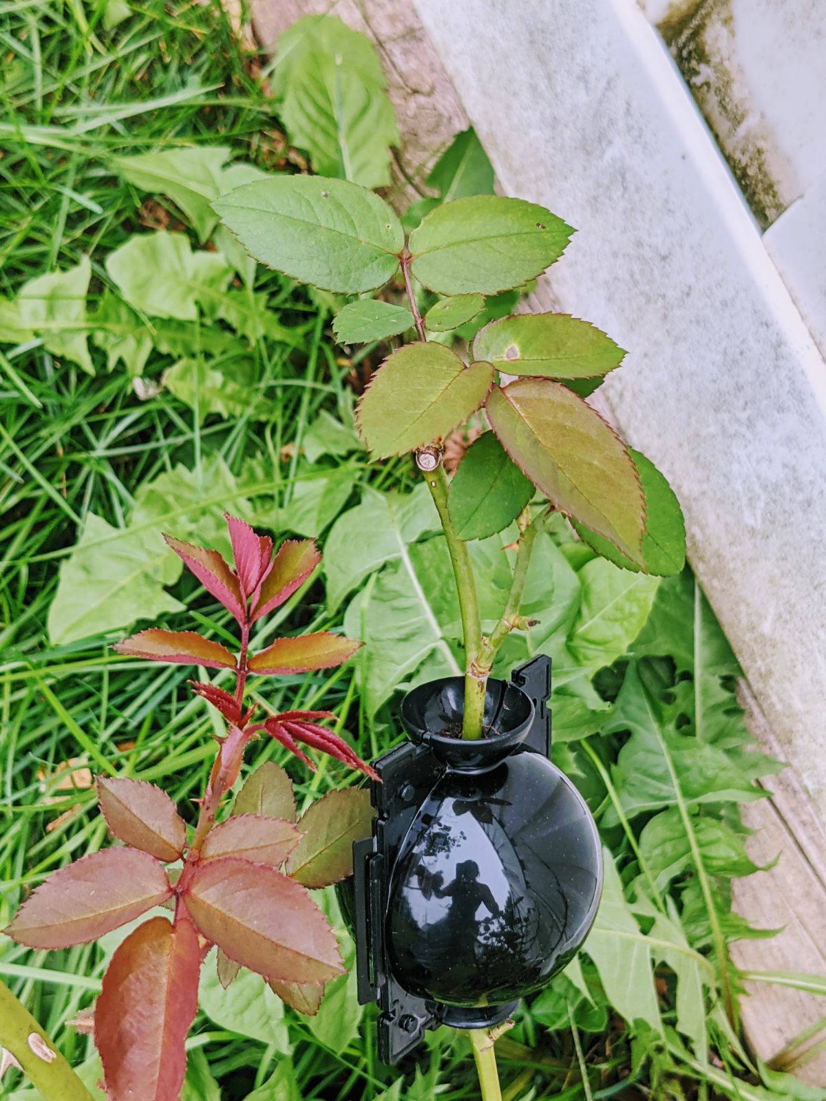 Air layering ball on roses with lots of new growth