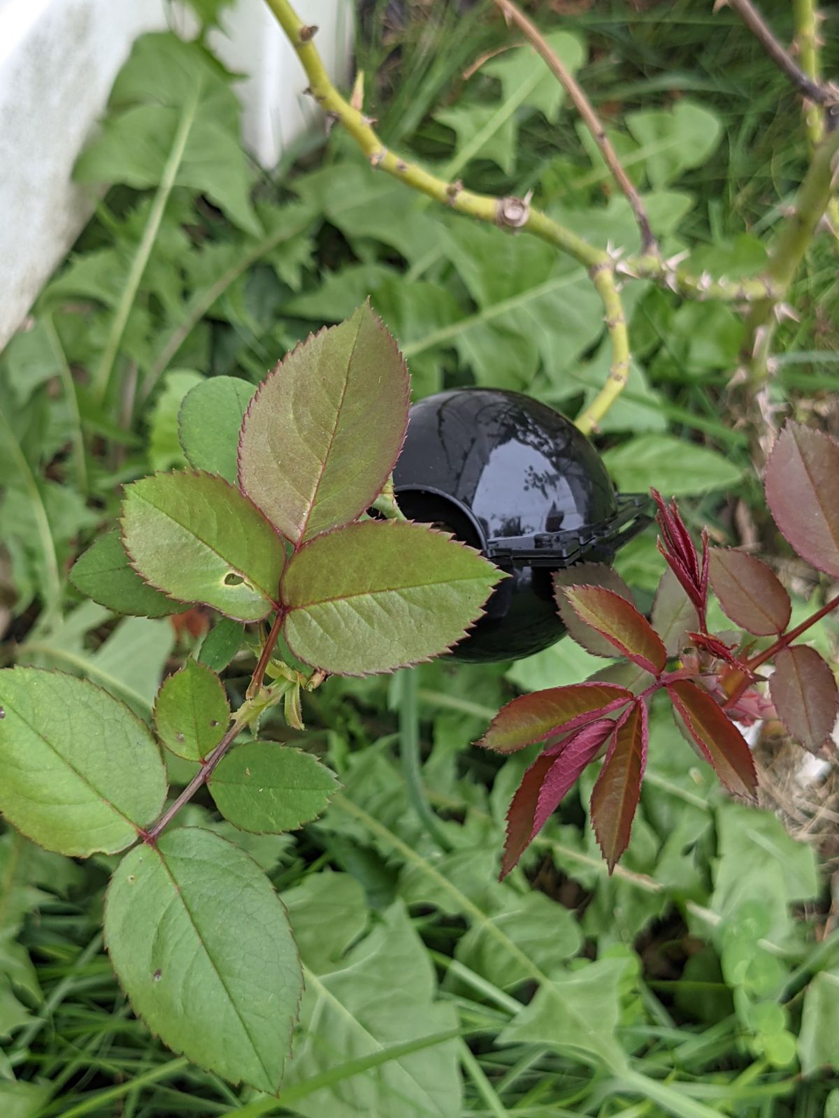 Black air layer ball snapped onto a rose bush stem