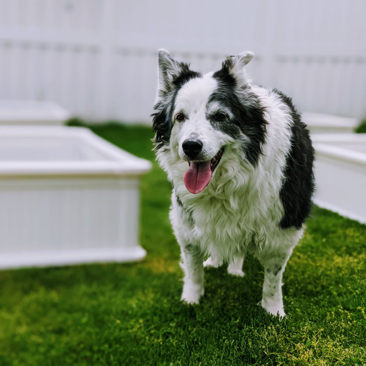 Border Collie by white garden boxes