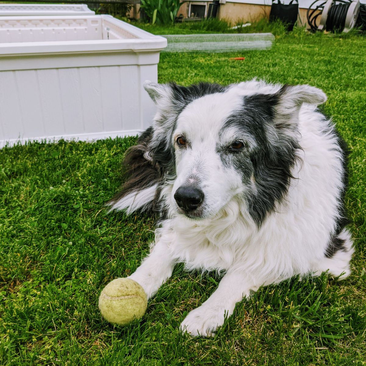 Border Collie lying down near the garden