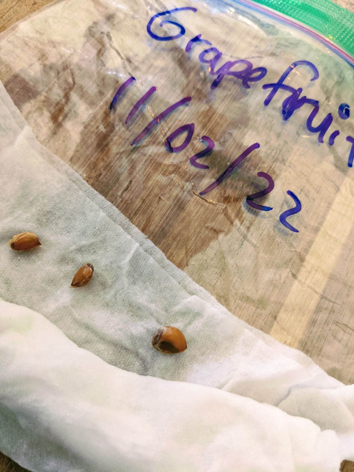 Germinating grapefruit seeds in a plastic baggie with wet paper towels